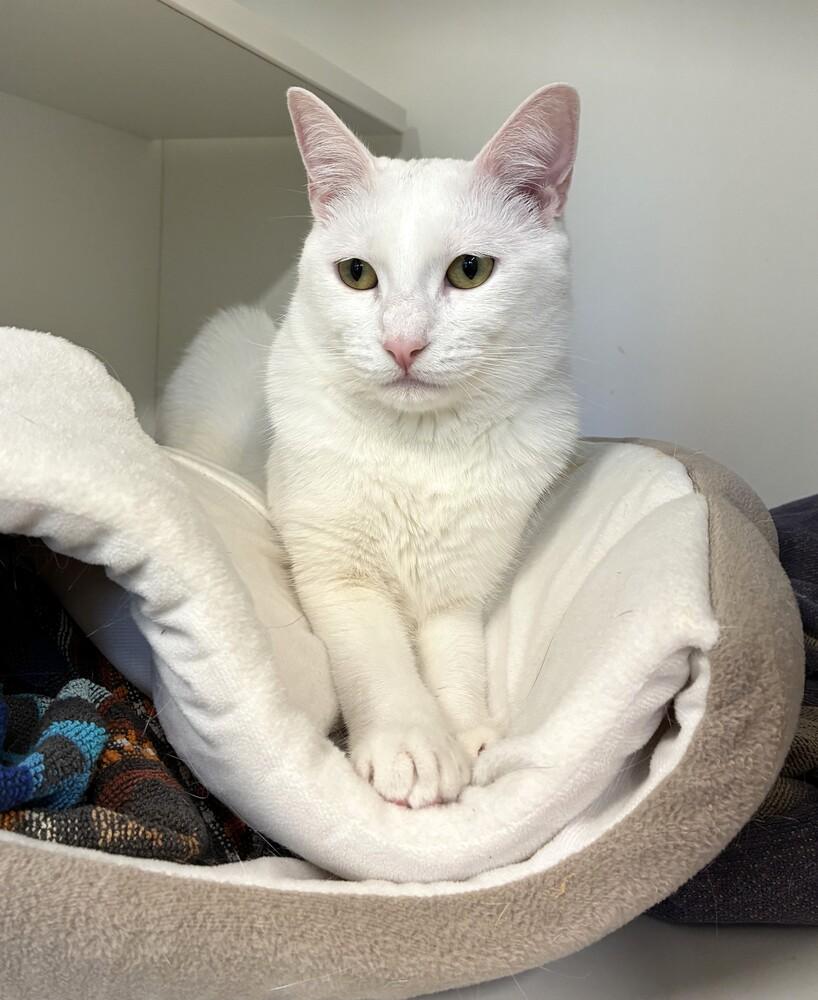 Enlarge Sandy, a Adoptable mixed breed in Elmsford, NY image 5/6