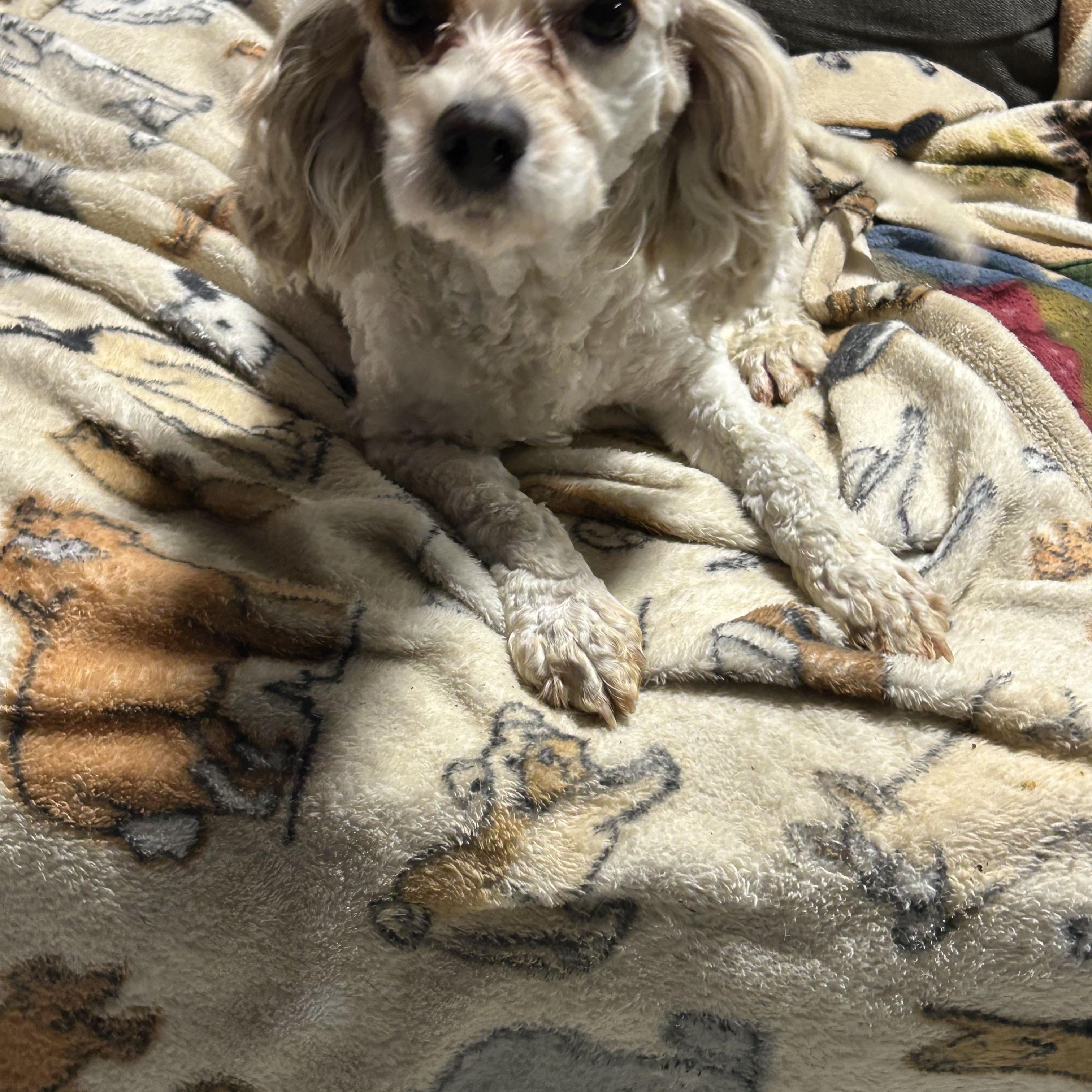 Paisley  Lbs thumbnail 3