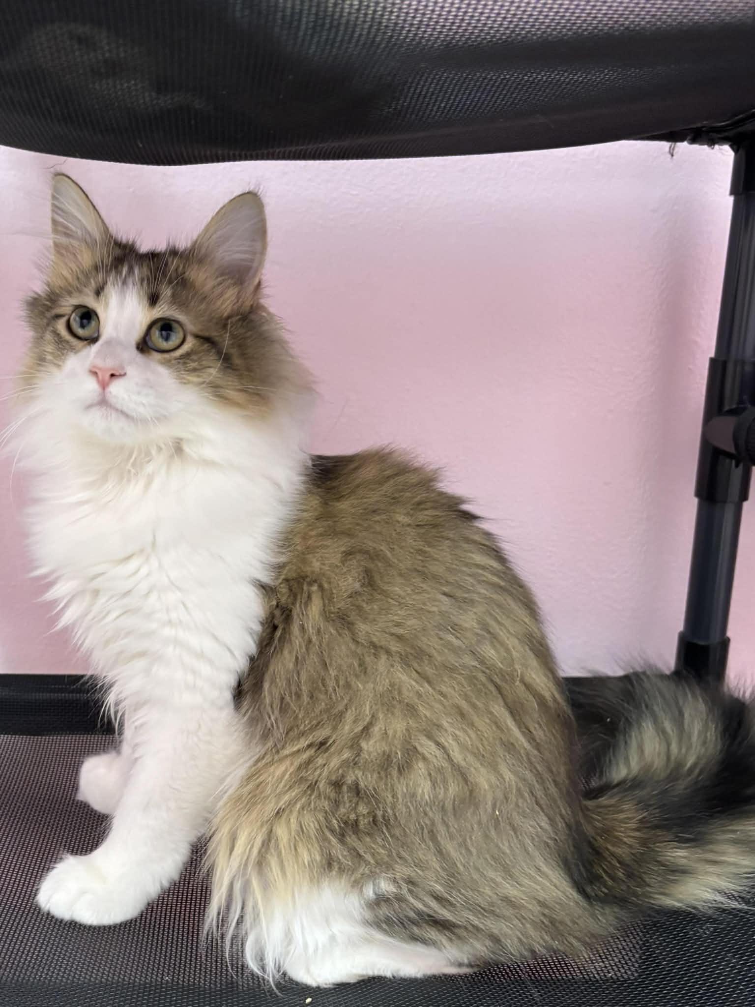 Cheddar Bay, Adopted, Kitten Male Domestic Long Hair.