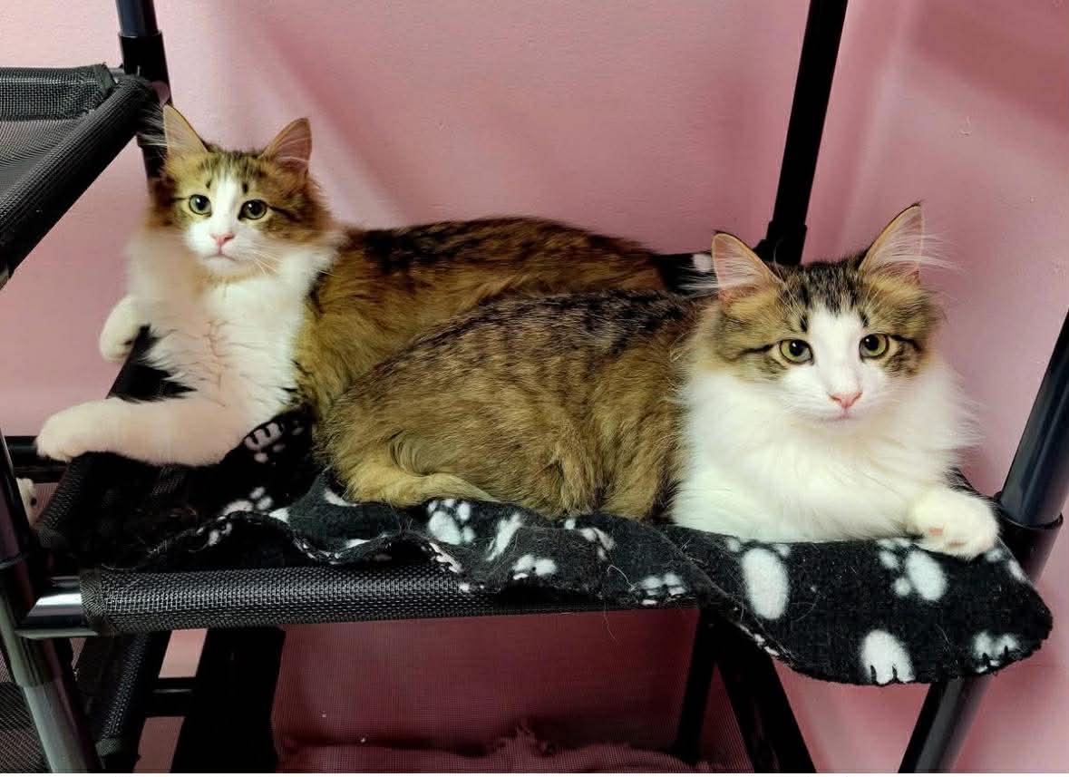 Enlarge Cheddar Bay, a Adopted Domestic Long Hair in Champaign, IL image 3/3