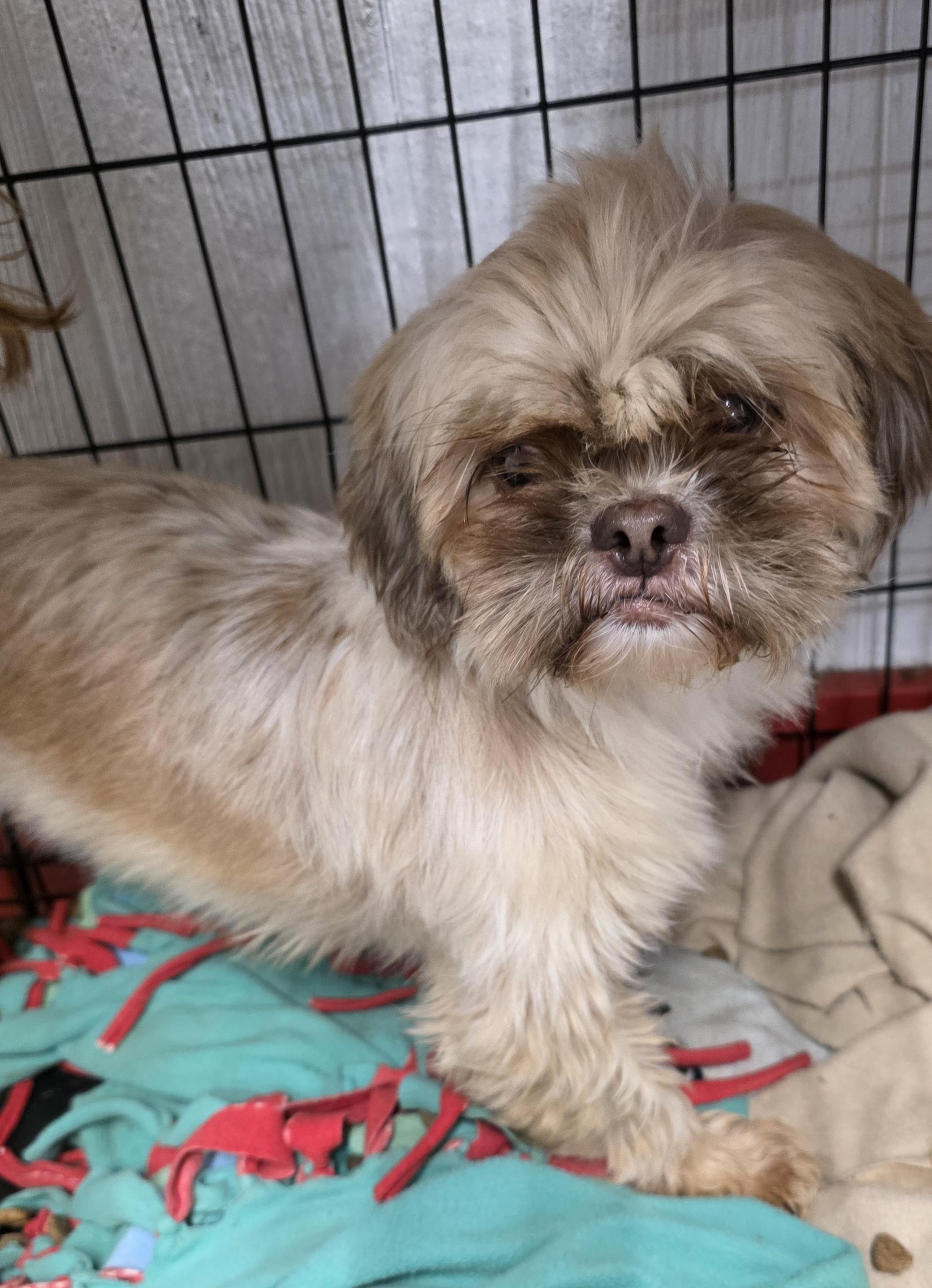 Vivian, an adopted Shih Tzu in Wheelersburg, OH image 1/3