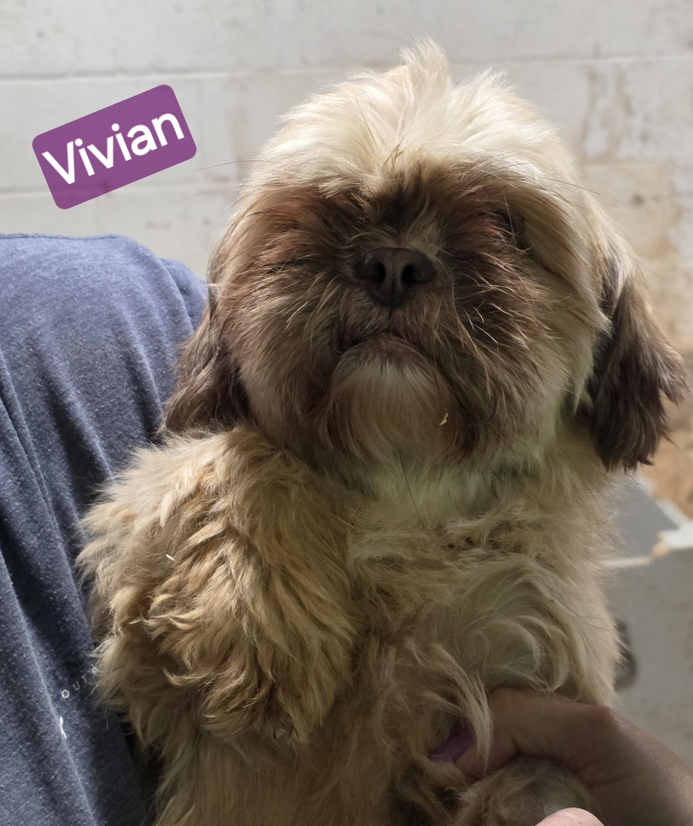 Vivian, an adopted Shih Tzu in Wheelersburg, OH image 3/3