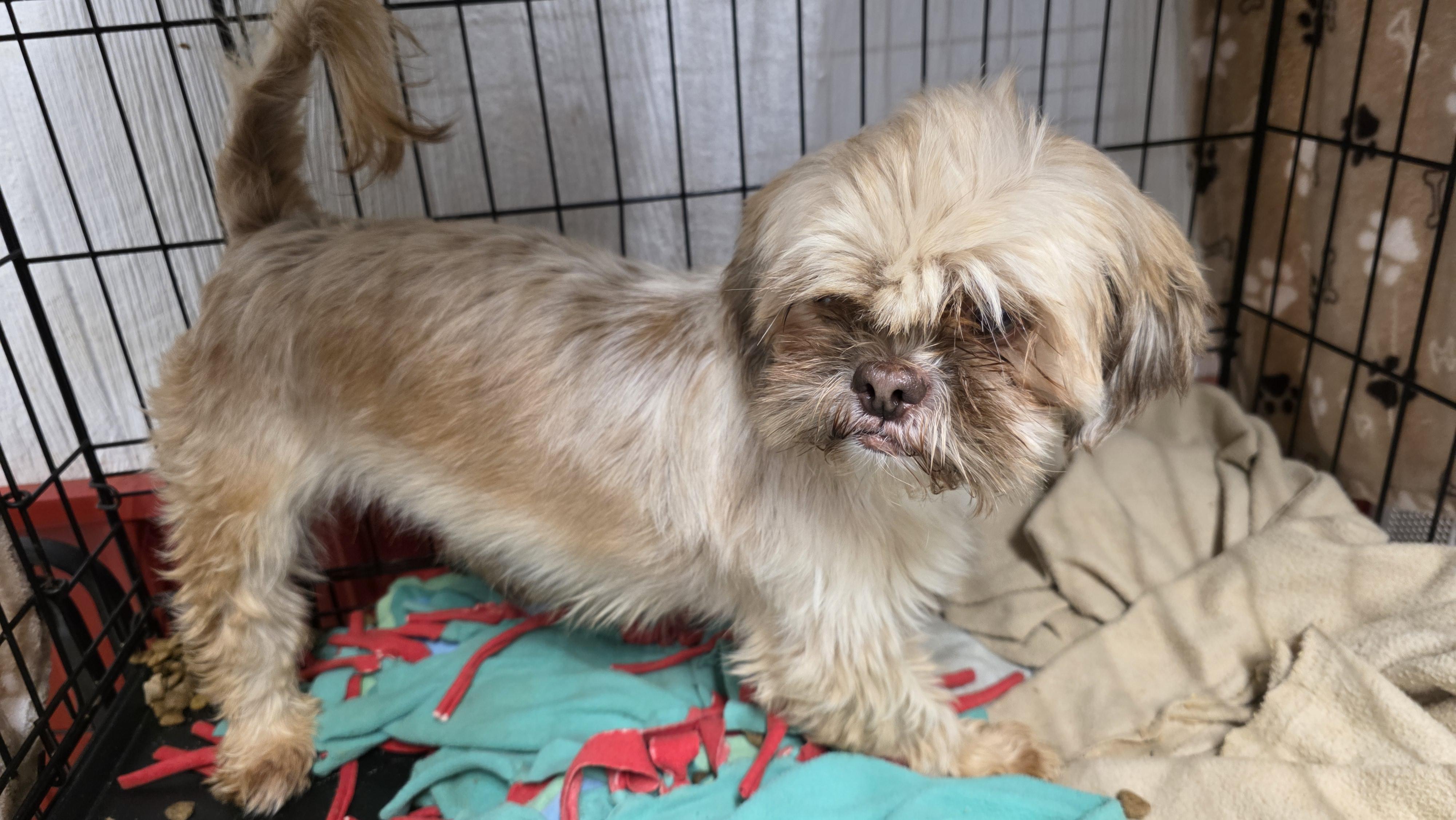 Vivian, an adopted Shih Tzu in Wheelersburg, OH image 2/3
