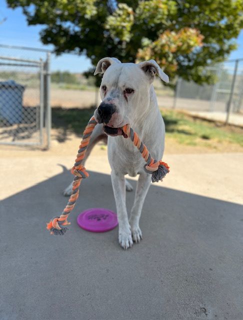 Sampson, an adoptable Dogo Argentino, Pit Bull Terrier in Gardnerville, NV, 89410 | Photo Image 1