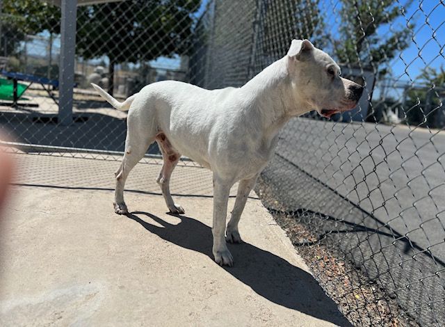 Sampson, an adoptable Dogo Argentino, Pit Bull Terrier in Gardnerville, NV, 89410 | Photo Image 2