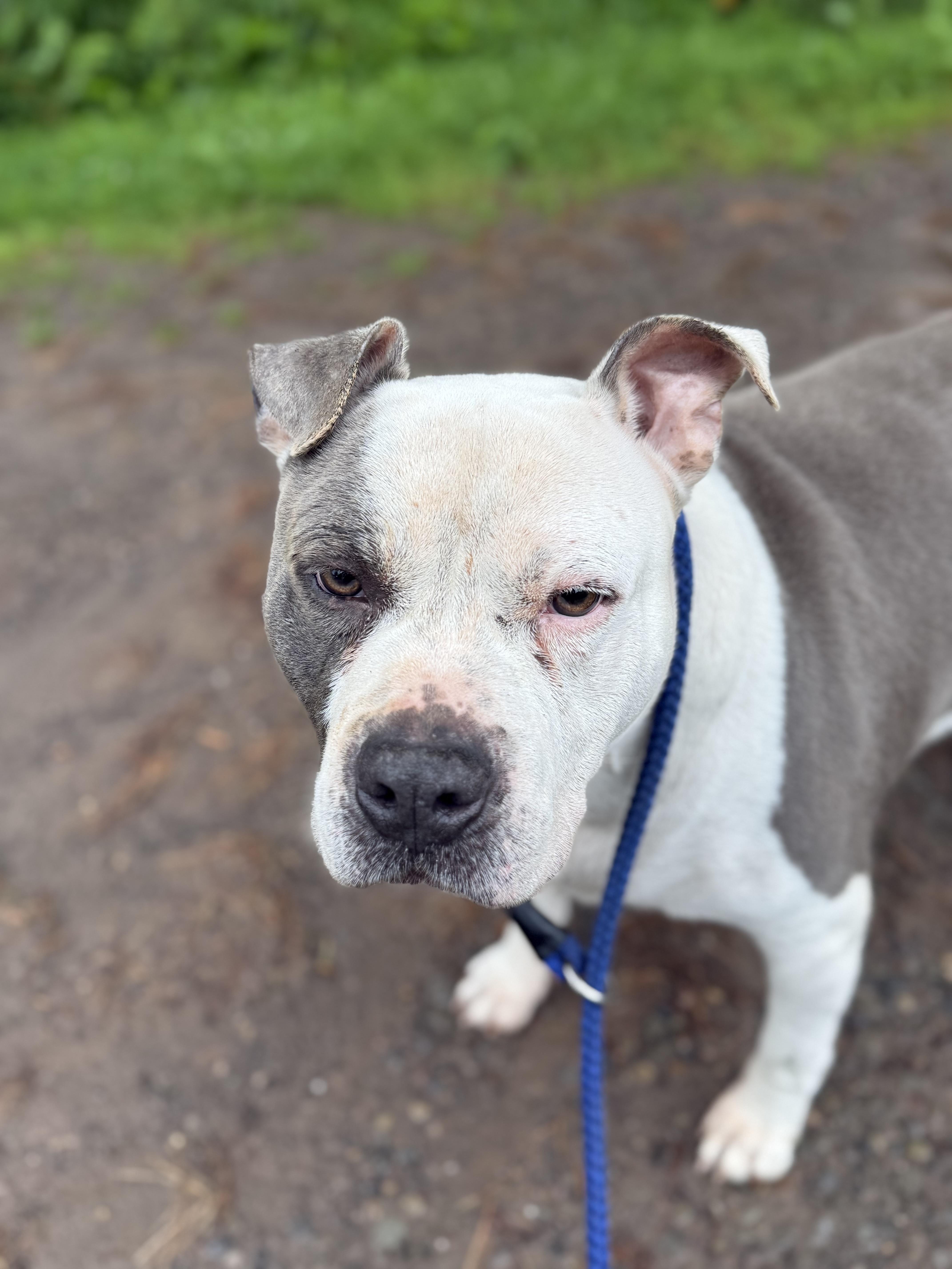 RUSSO, Adoptable, Adult Male American Staffordshire Terrier & Pit Bull Terrier.