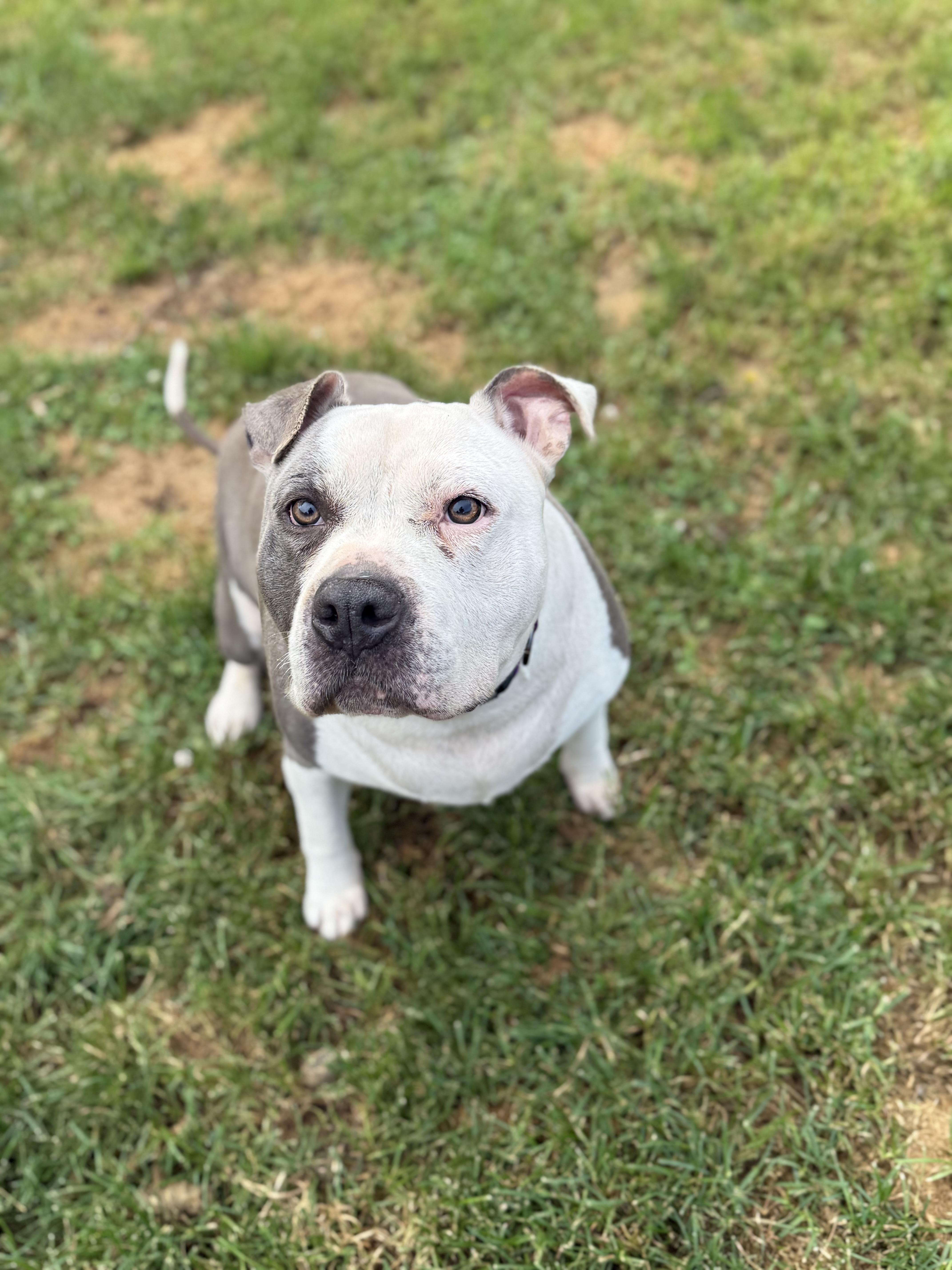 RUSSO, a Adoptable mixed breed in Morris, NY image 2/6