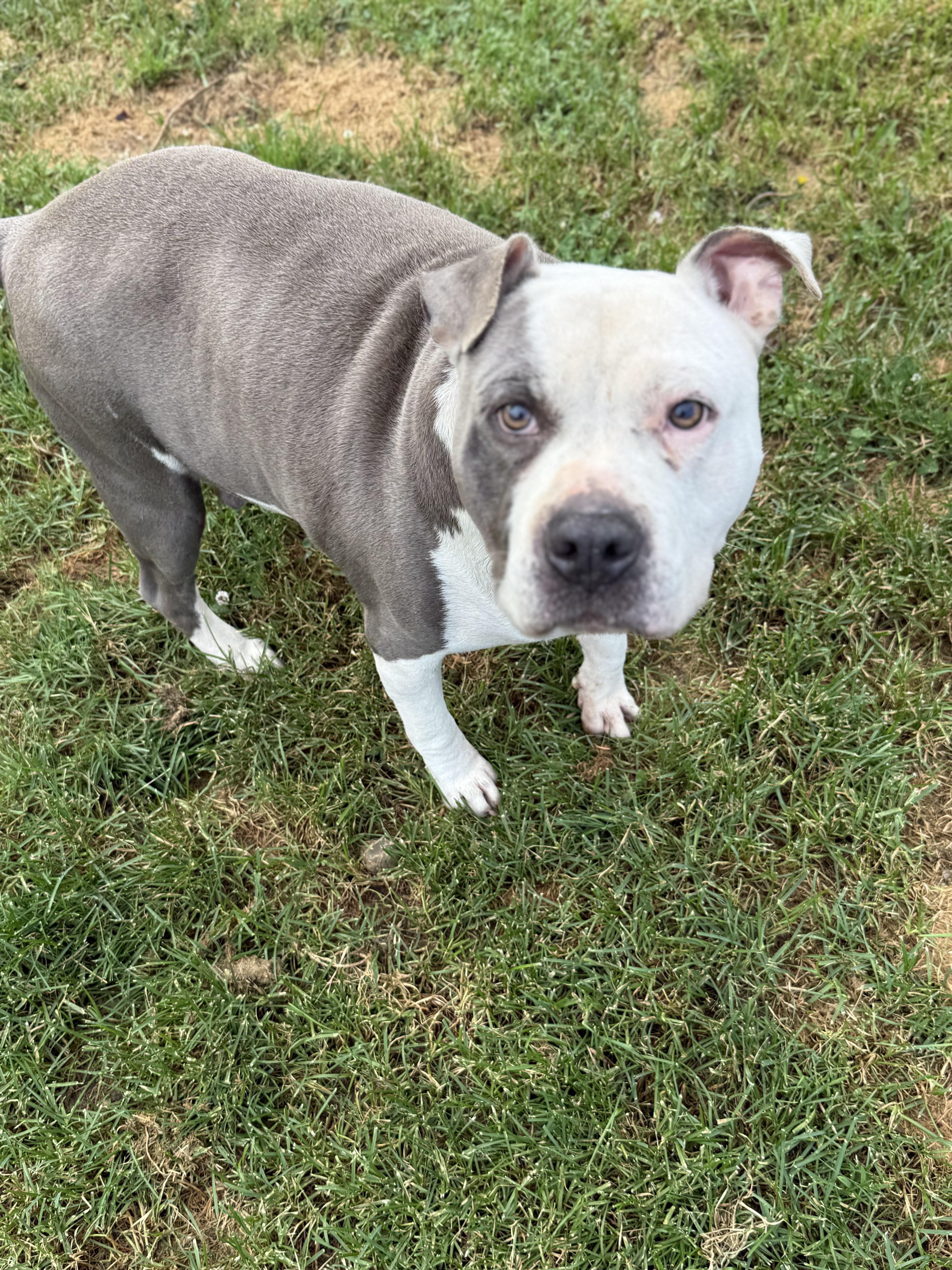 RUSSO, a Adoptable mixed breed in Morris, NY image 3/6