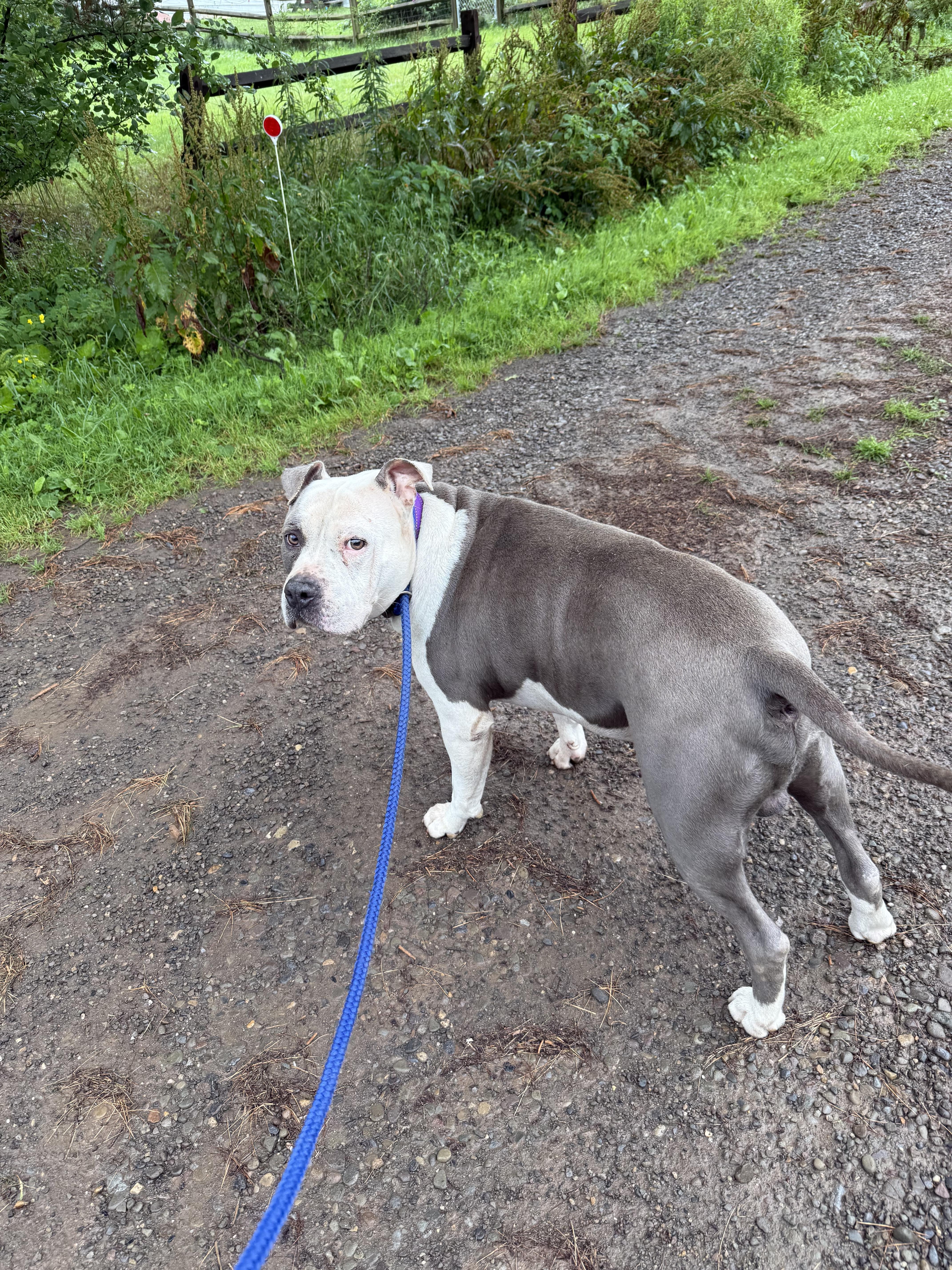 RUSSO, a Adoptable mixed breed in Morris, NY image 4/6