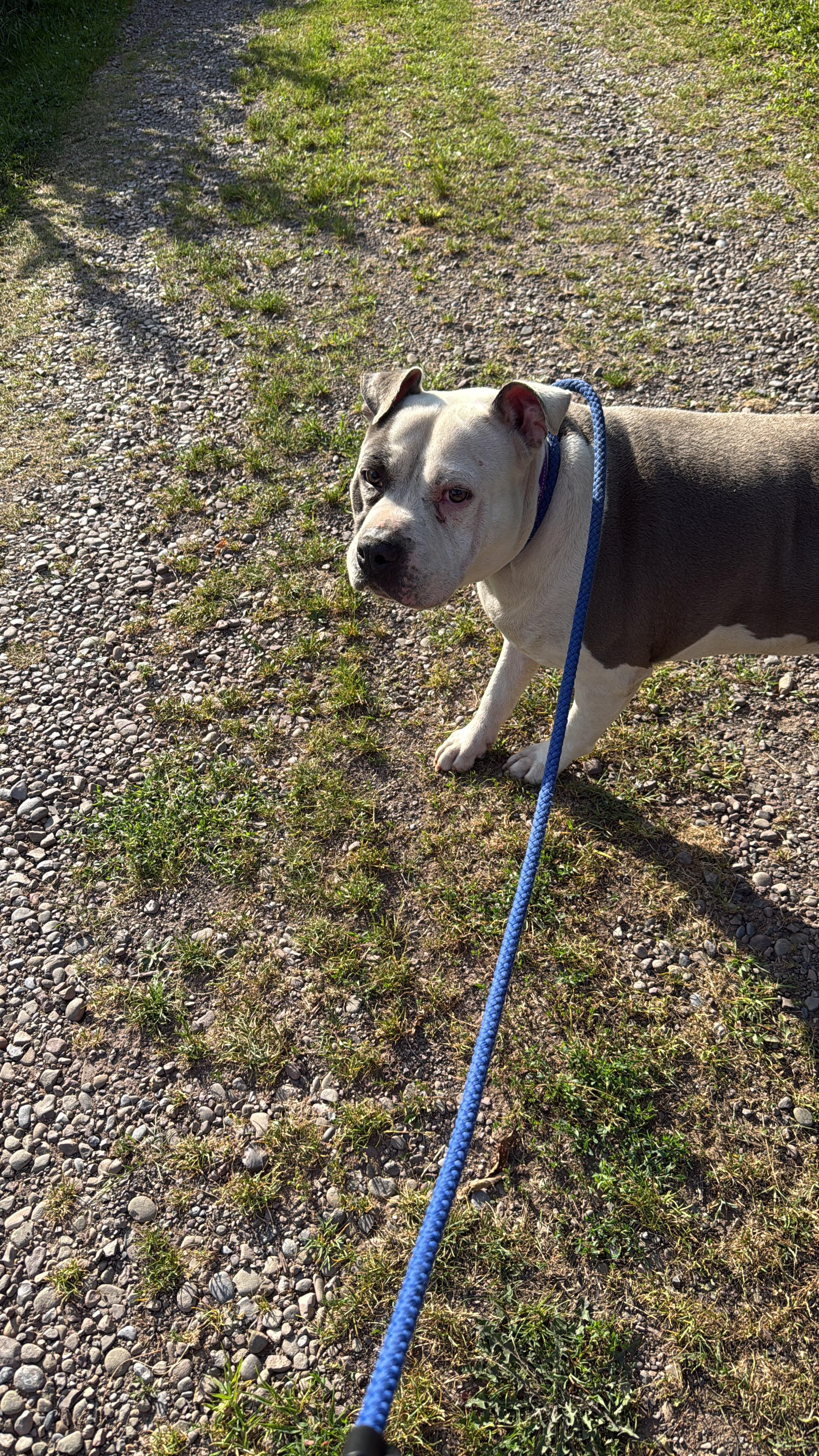 RUSSO, a Adoptable mixed breed in Morris, NY image 5/6