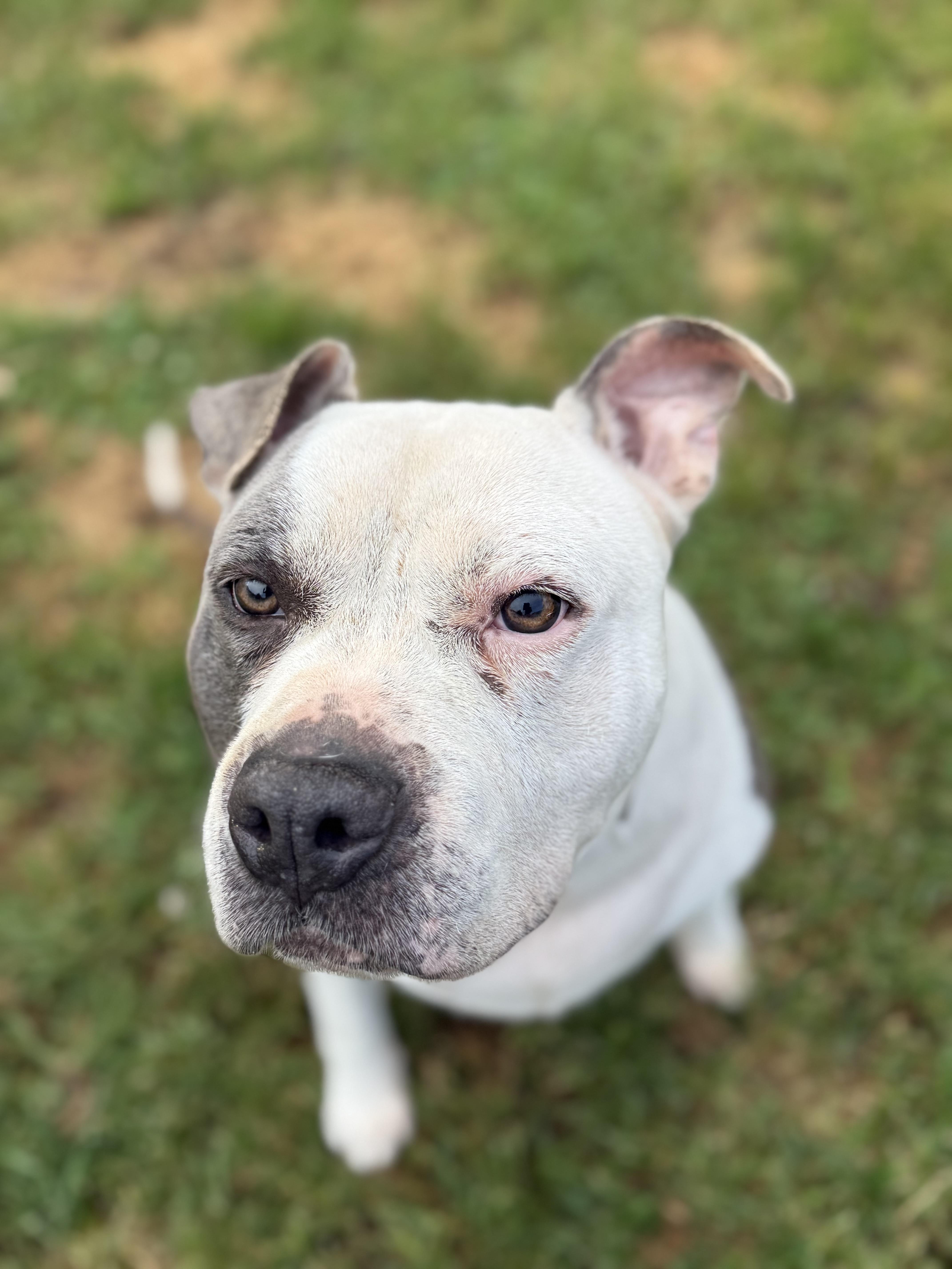 RUSSO, a Adoptable mixed breed in Morris, NY image 6/6