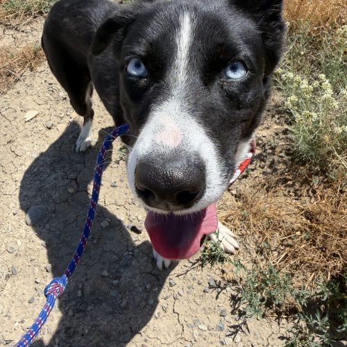Yasha, a Adoptable mixed breed in Grand Junction, CO image 1/6