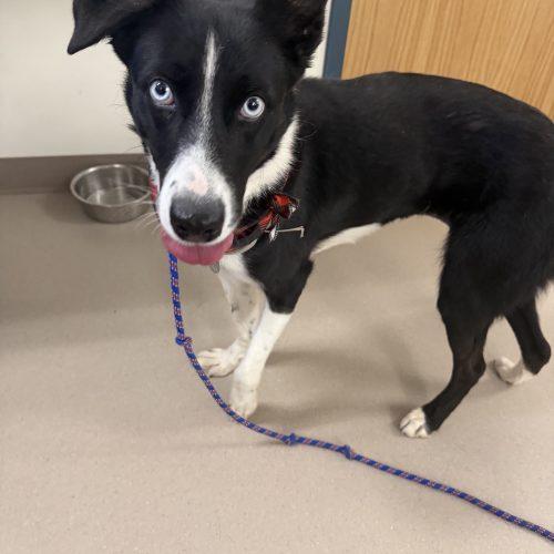 Yasha, a Adoptable mixed breed in Grand Junction, CO image 2/6