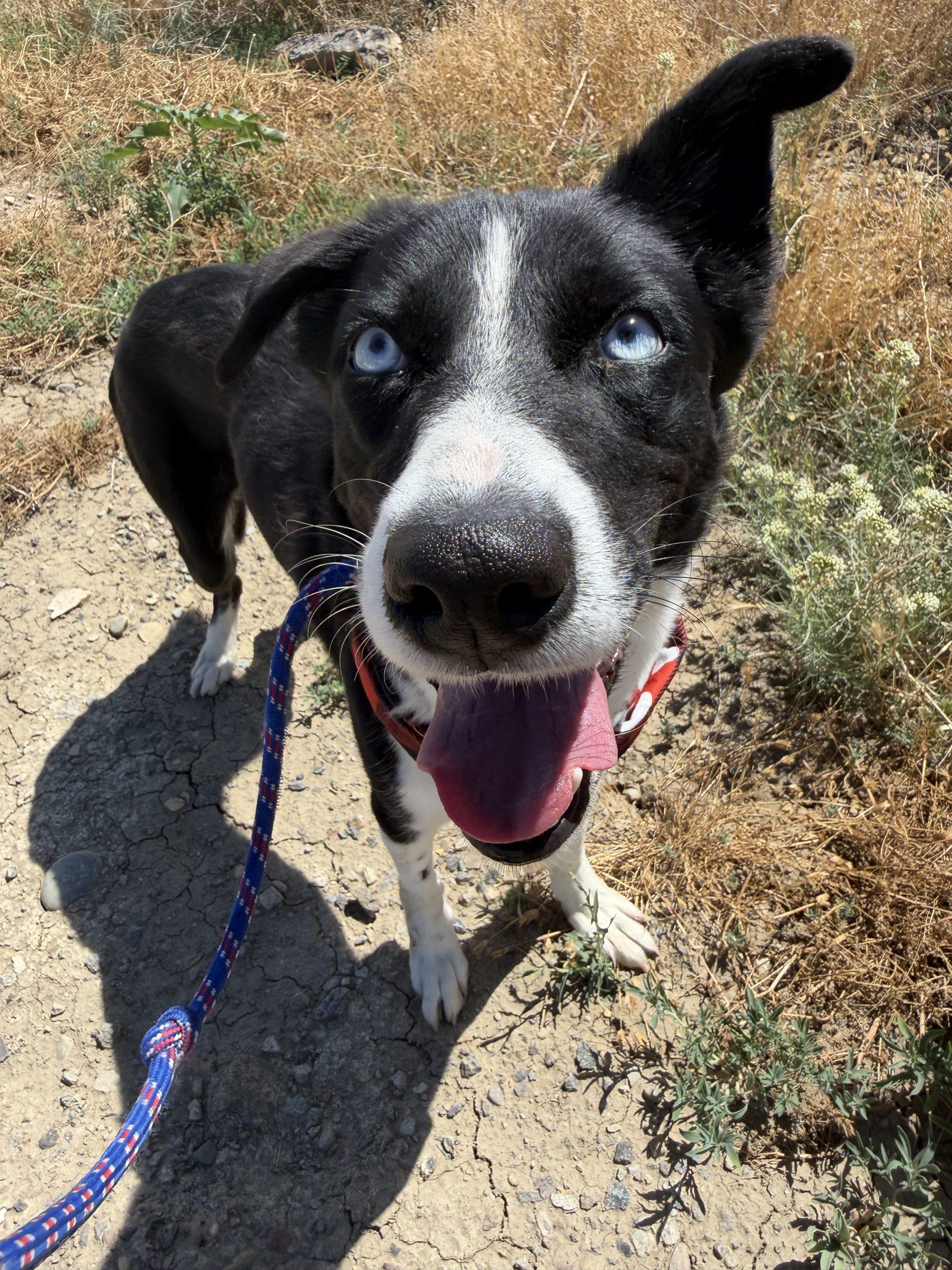 Yasha, a Adoptable mixed breed in Grand Junction, CO image 3/6