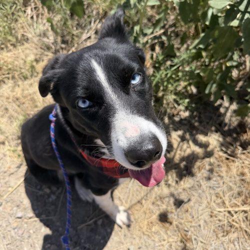 Yasha, a Adoptable mixed breed in Grand Junction, CO image 4/6