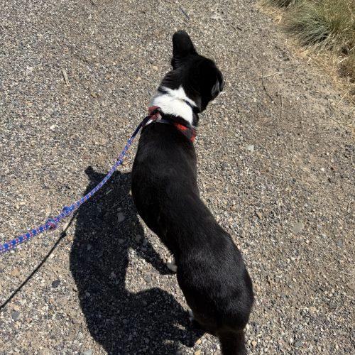 Yasha, a Adoptable mixed breed in Grand Junction, CO image 5/6