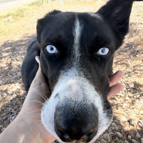 Yasha, a Adoptable mixed breed in Grand Junction, CO image 6/6