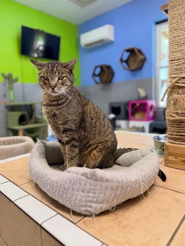 Enlarge POTATO CHICKEN, a ADOPTABLE Tabby in Pegram, TN image 1/3