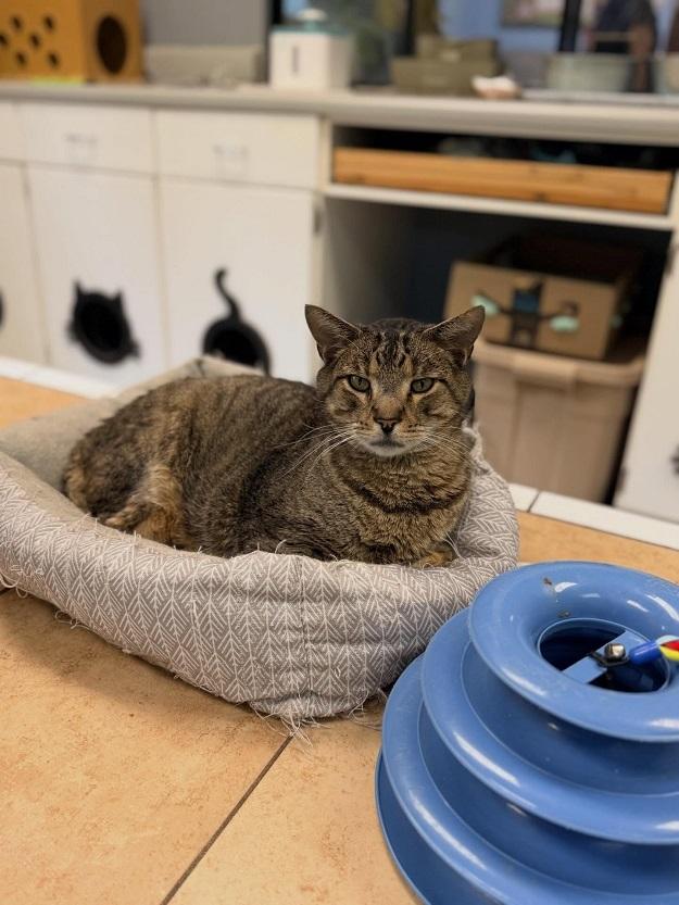 Enlarge POTATO CHICKEN, a ADOPTABLE Tabby in Pegram, TN image 3/3