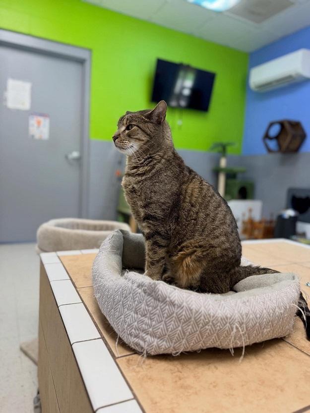 Enlarge POTATO CHICKEN, a ADOPTABLE Tabby in Pegram, TN image 2/3