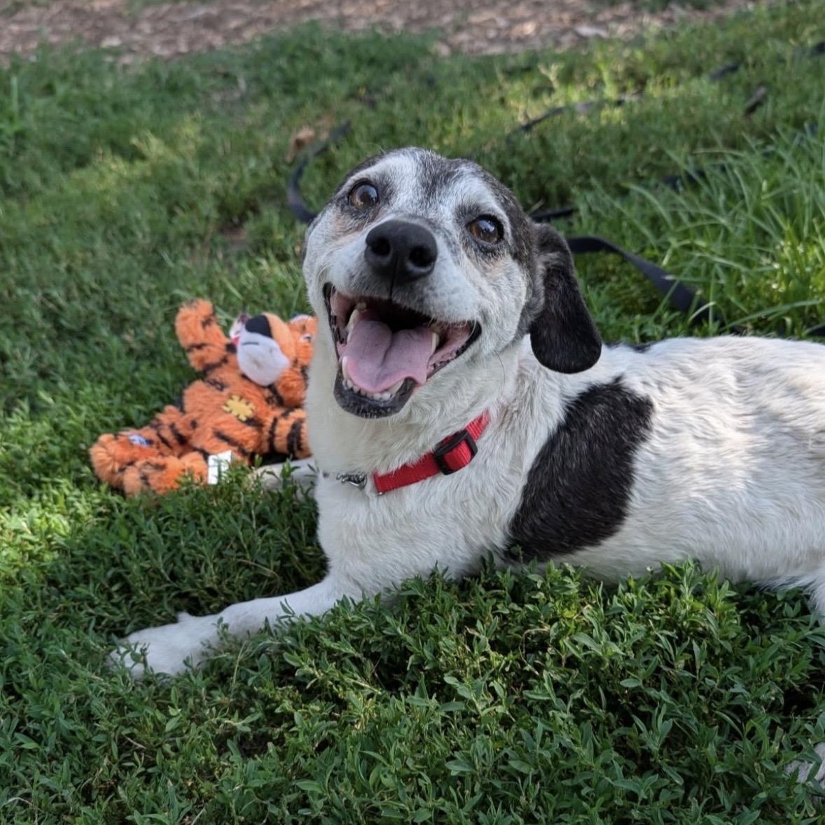 Grover, an adopted mixed breed in Mount Prospect, IL image 2/6