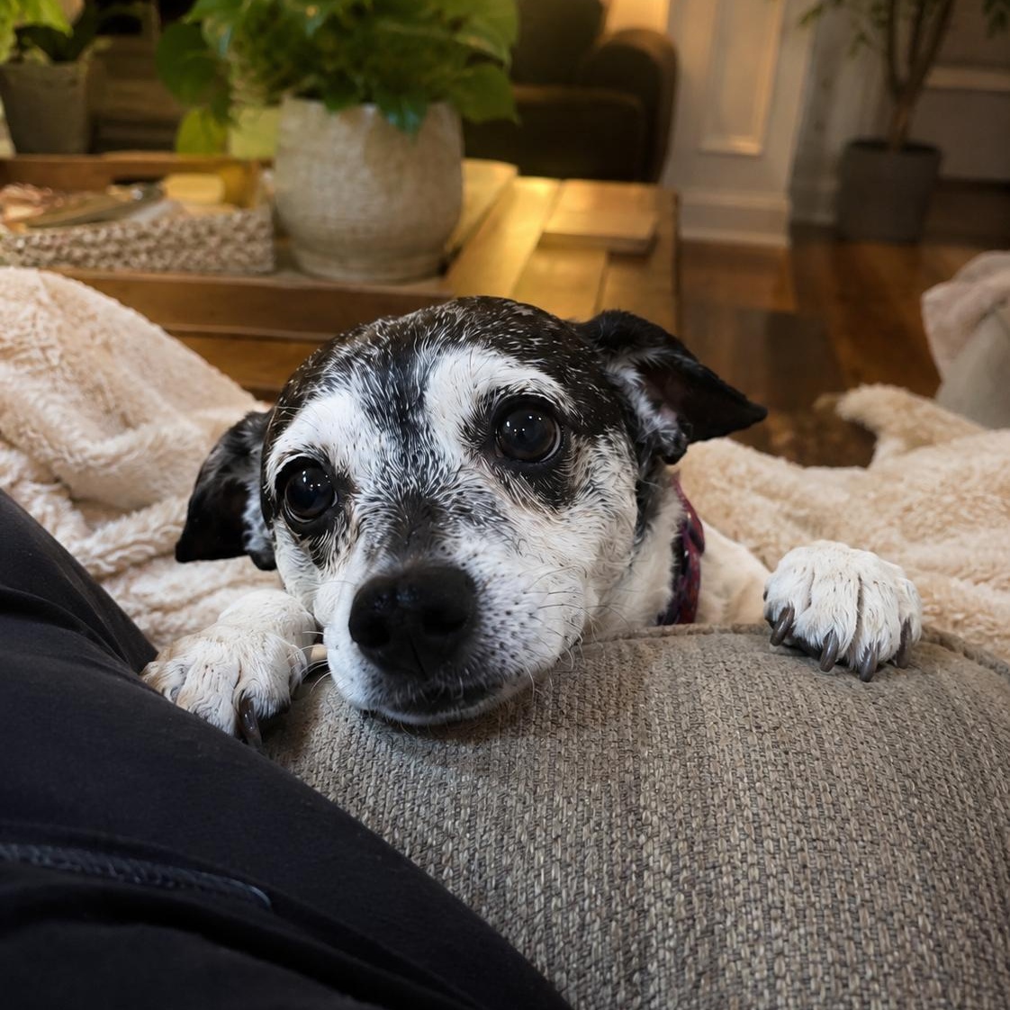 Grover, an adopted mixed breed in Mount Prospect, IL image 5/6