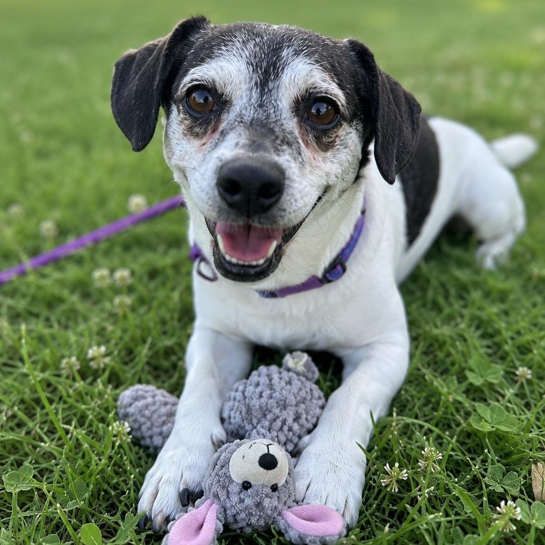 Grover, an adopted mixed breed in Mount Prospect, IL image 3/6