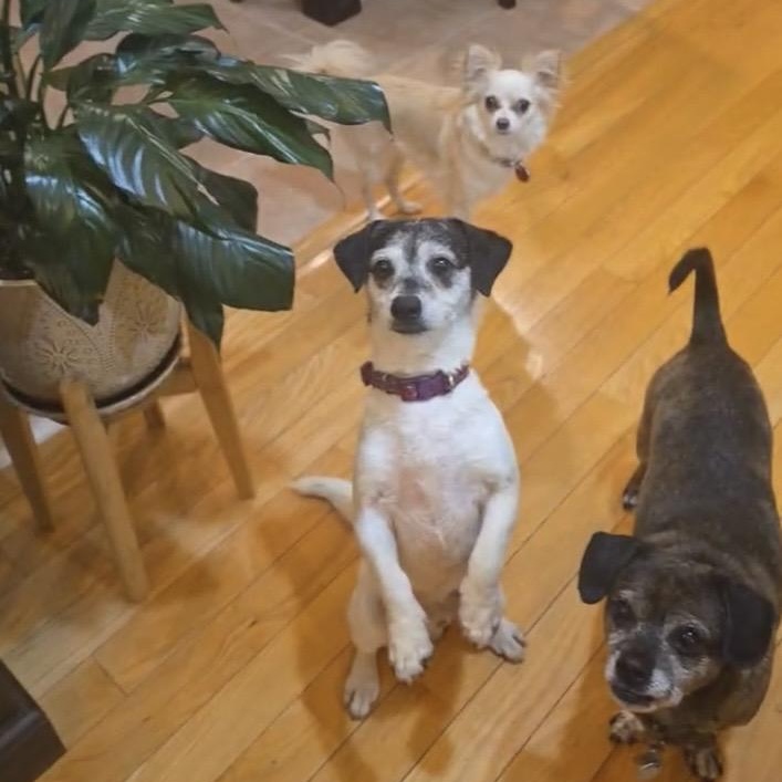 Grover, an adopted mixed breed in Mount Prospect, IL image 4/6