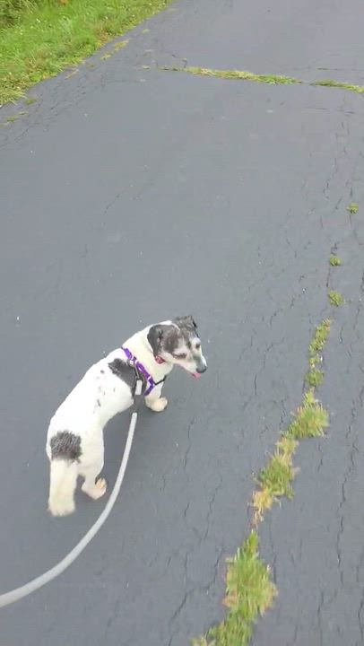 Enlarge Grover, an adopted mixed breed in Mount Prospect, IL video 6/6