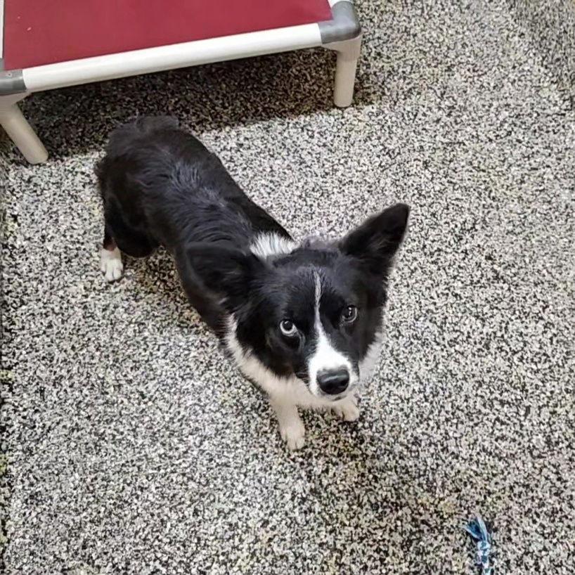 Enlarge Tinsel, a Adopted Chihuahua in Metairie, LA image 1/2