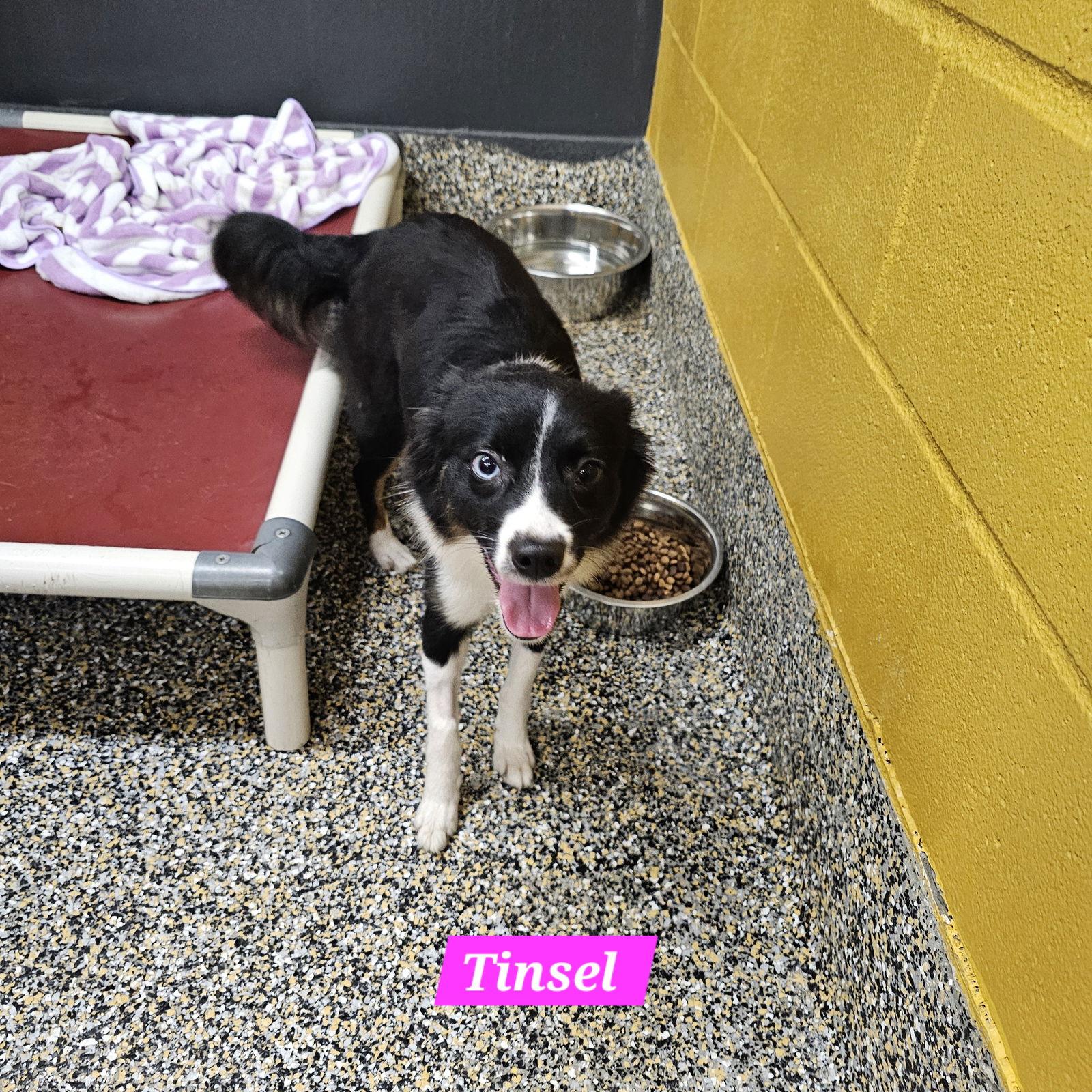 Enlarge Tinsel, a Adoptable Mixed Breed in Metairie, LA image 1/2