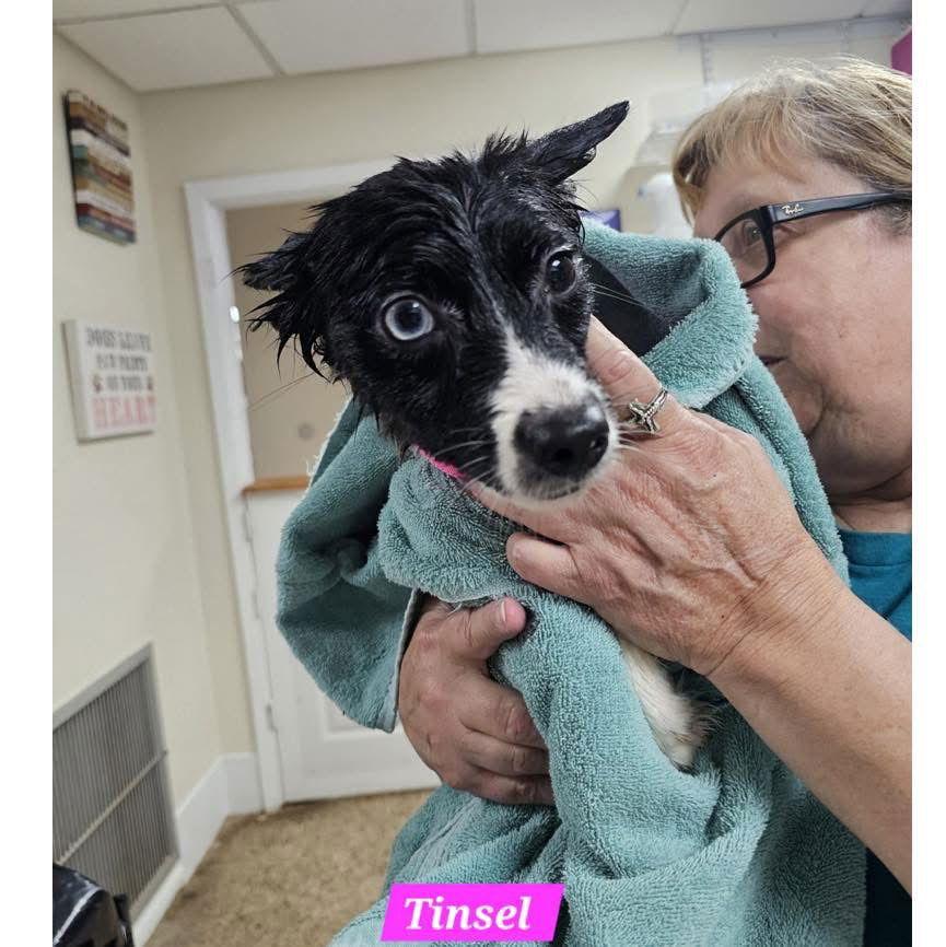 Enlarge Tinsel, a Adoptable Mixed Breed in Metairie, LA image 2/2