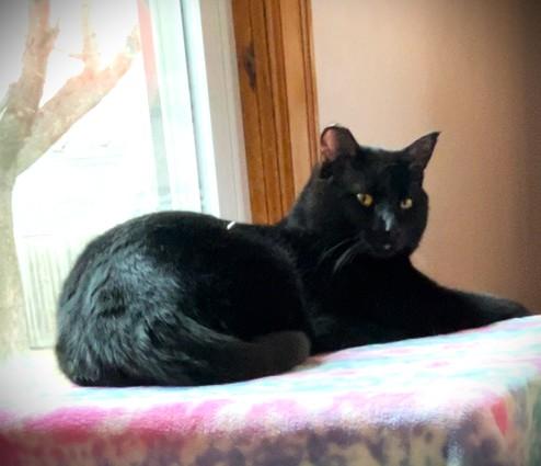 Enlarge SHADOW, a ADOPTABLE Domestic Short Hair in Mankato, MN image 1/5
