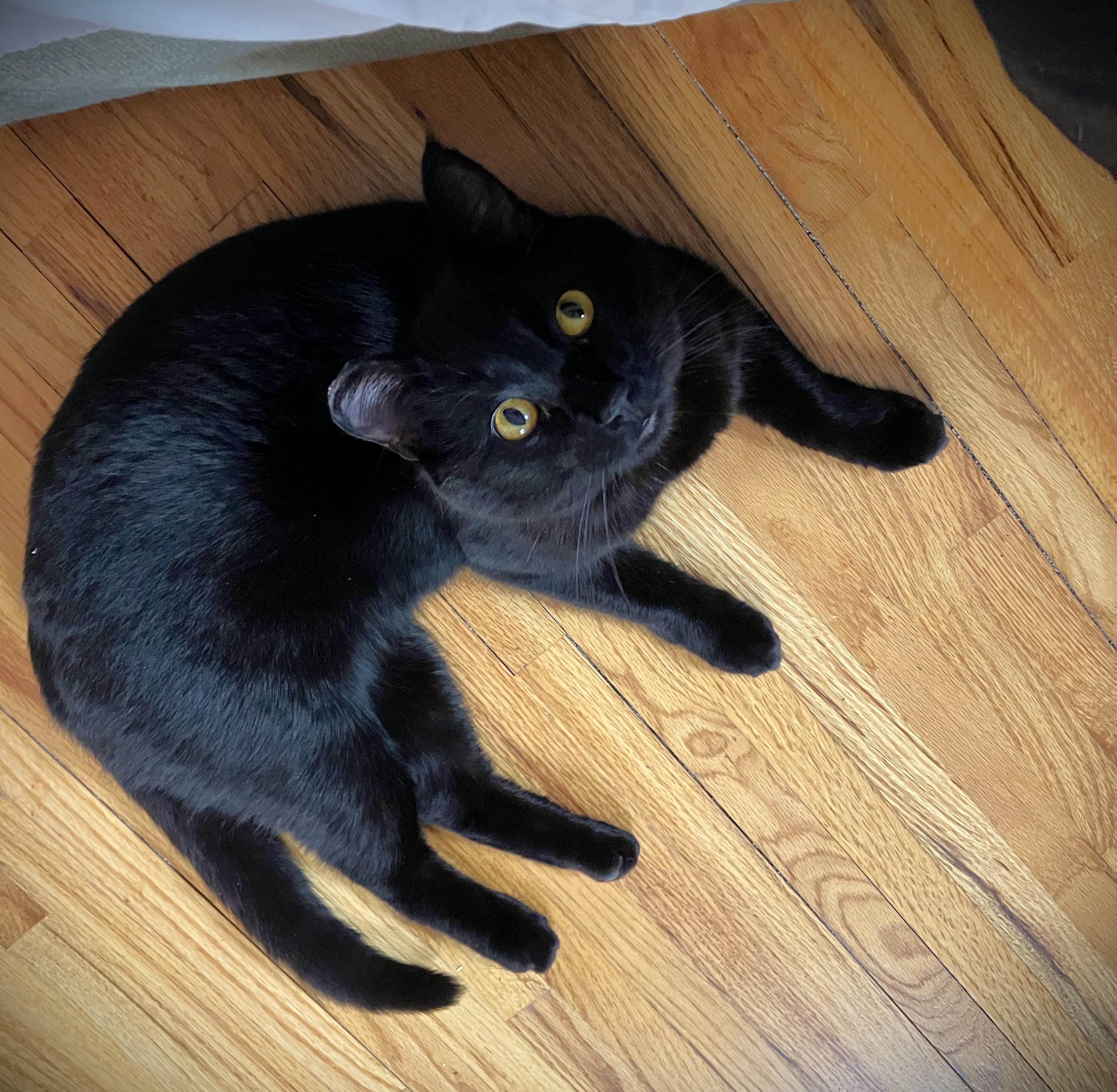 Enlarge SHADOW, a ADOPTABLE Domestic Short Hair in Mankato, MN image 4/5