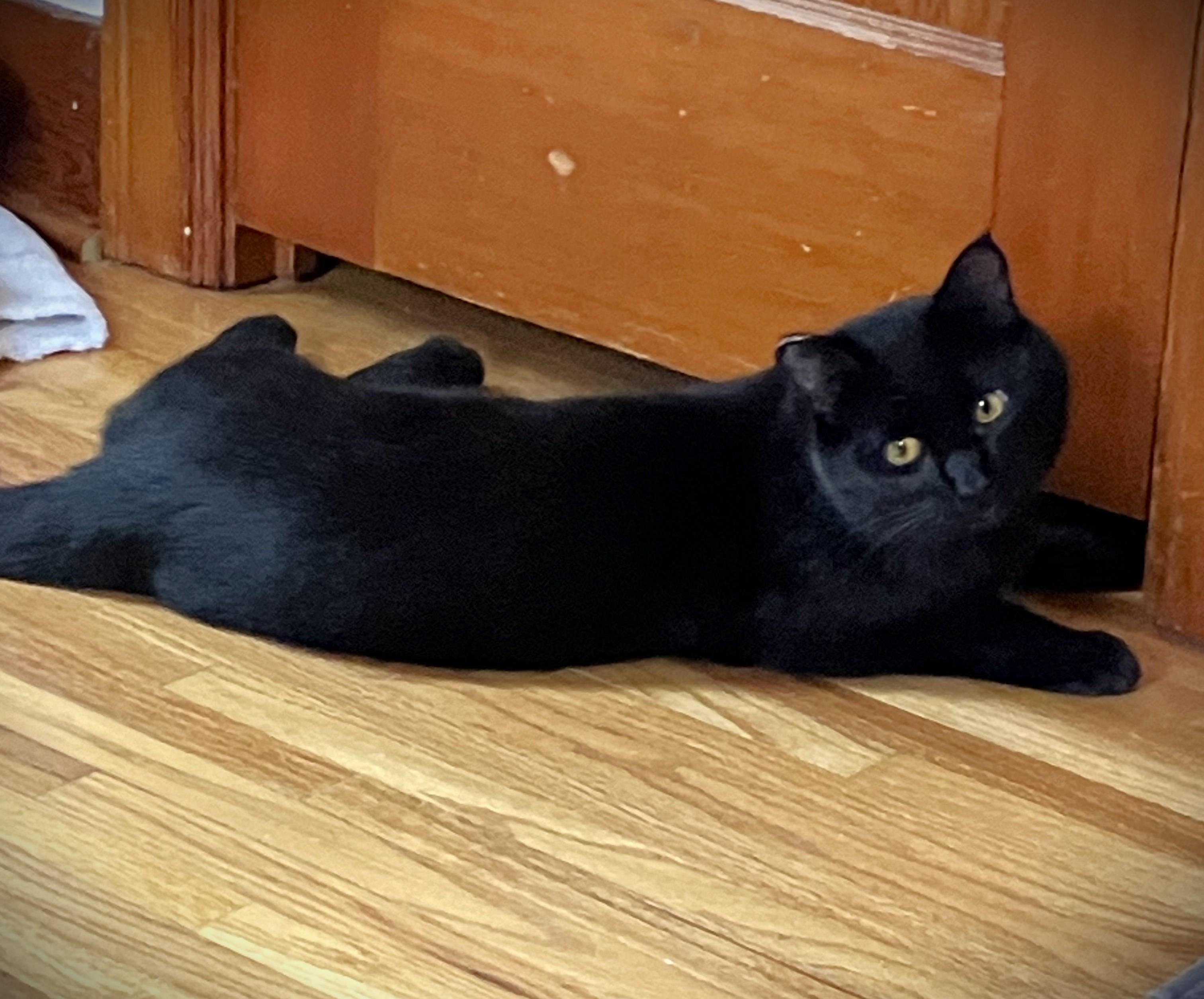 Enlarge SHADOW, a ADOPTABLE Domestic Short Hair in Mankato, MN image 2/5