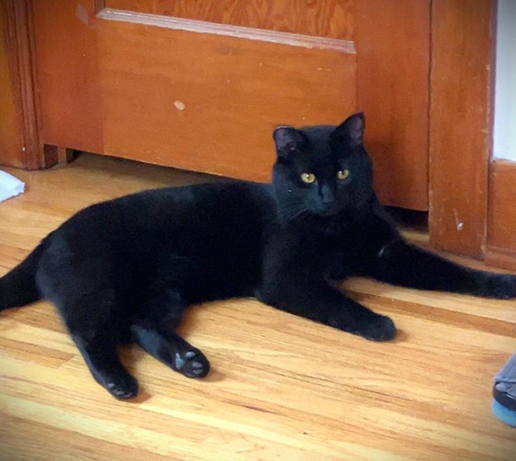 Enlarge SHADOW, a ADOPTABLE Domestic Short Hair in Mankato, MN image 3/5