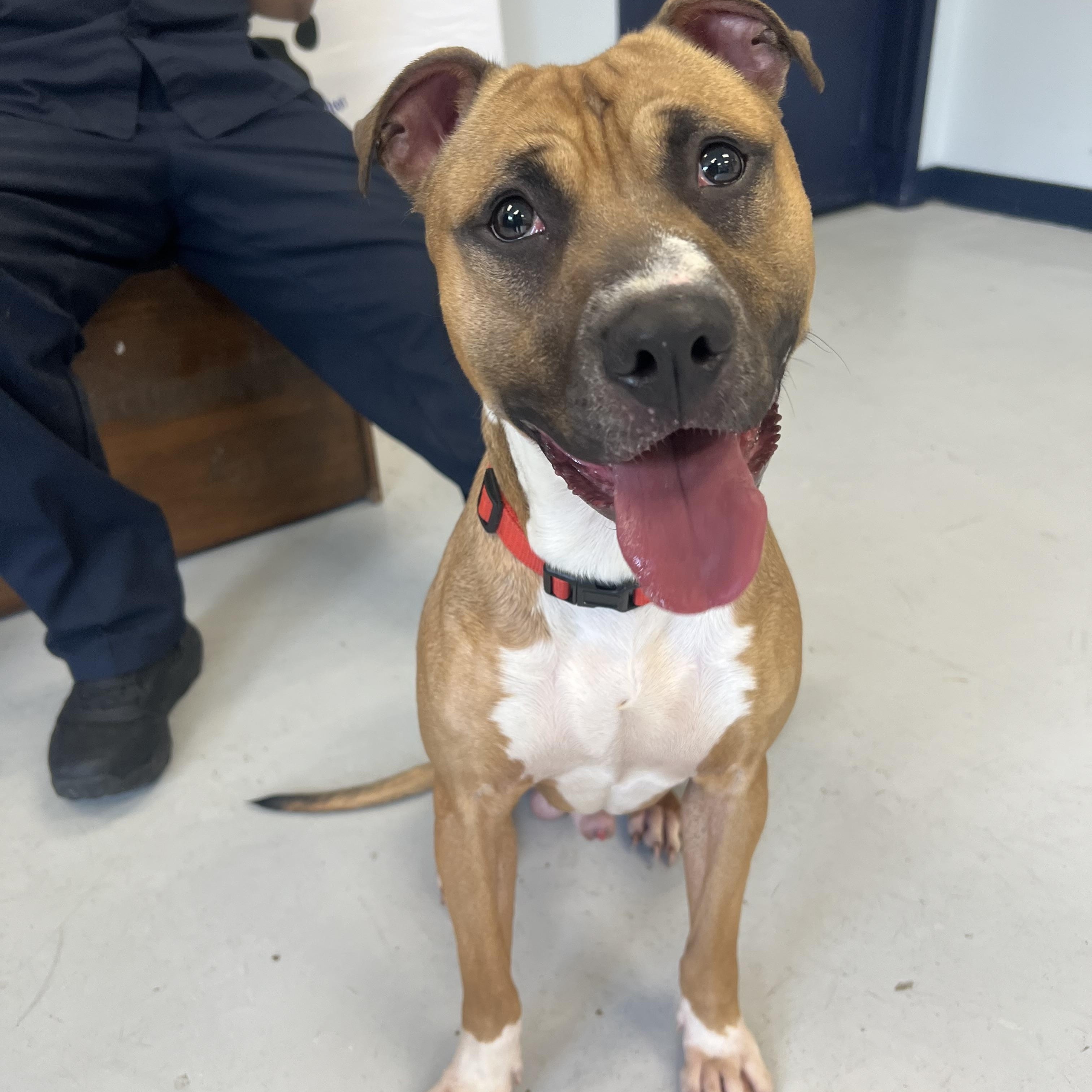 Barney, Adoptable, Young Male American Staffordshire Terrier & Bull Terrier.
