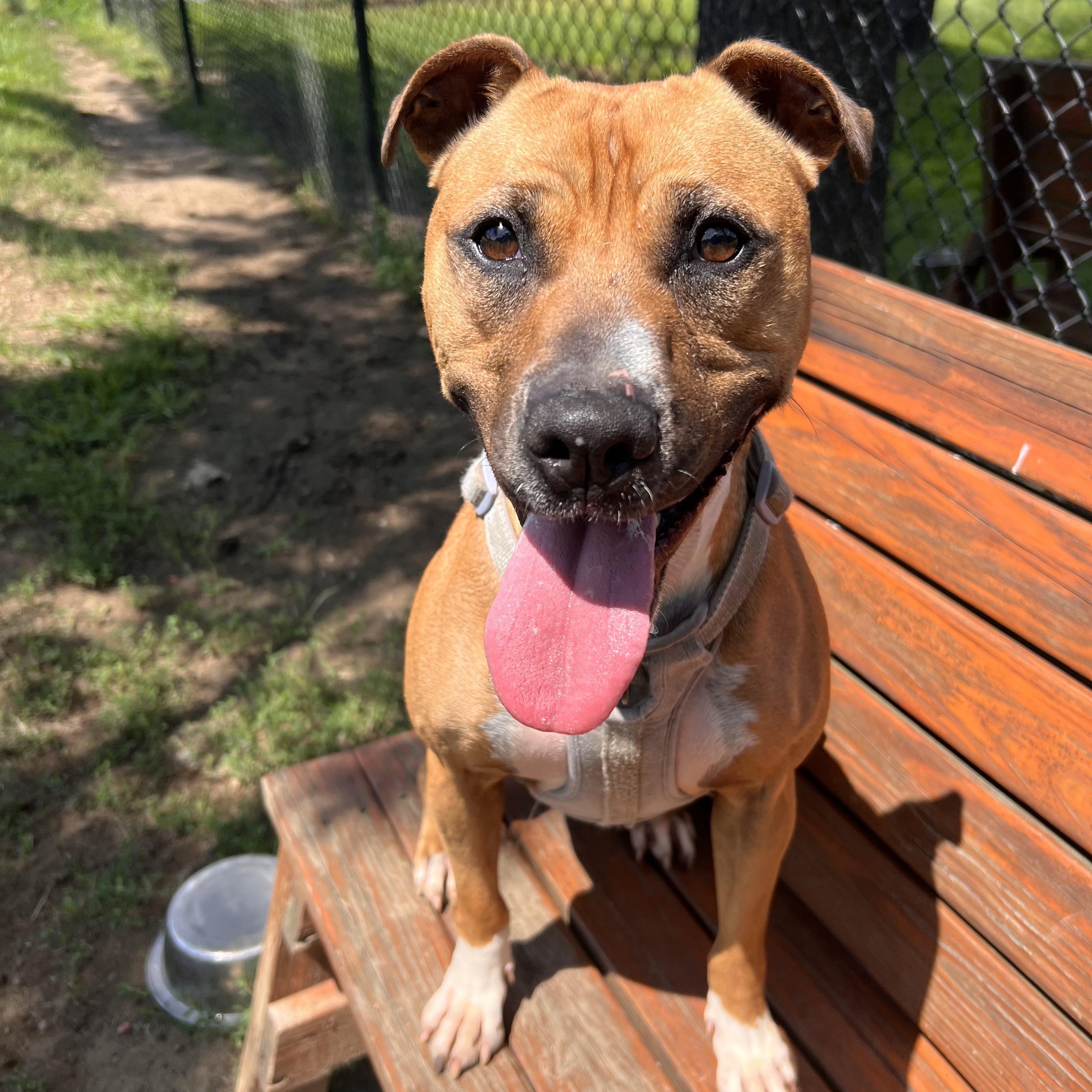 Enlarge Barney, a Adoptable mixed breed in Yonkers, NY image 5/6