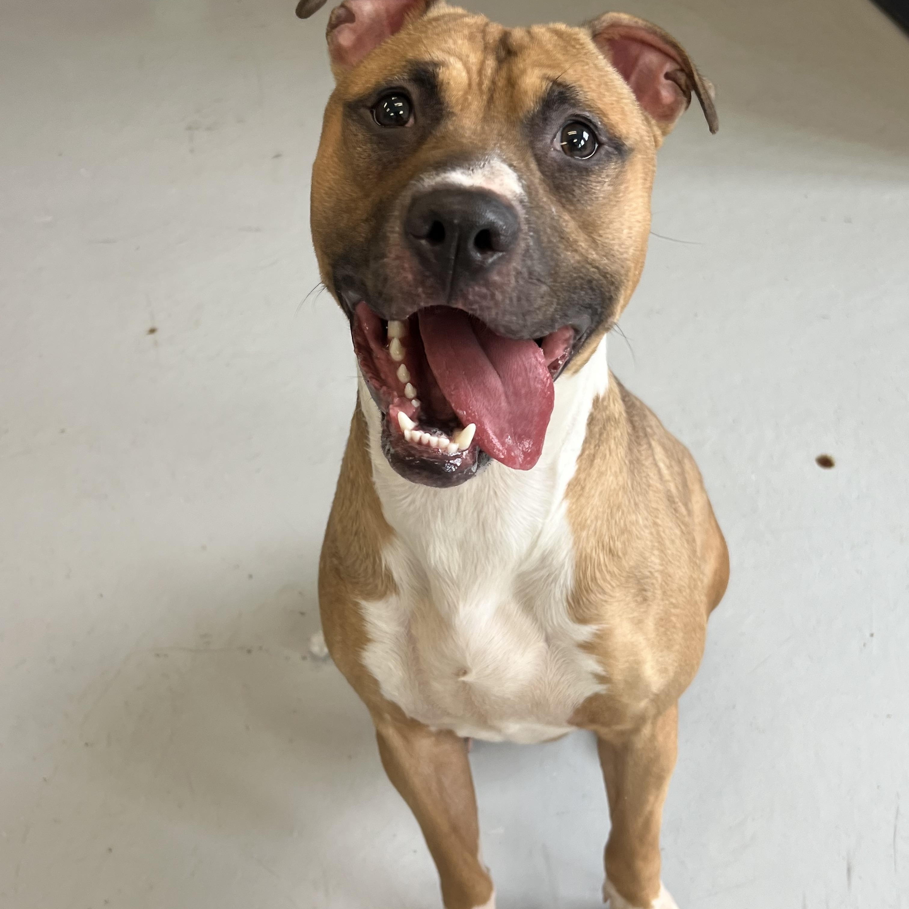 Barney, Adoptable, Young Male American Staffordshire Terrier & Bull Terrier.