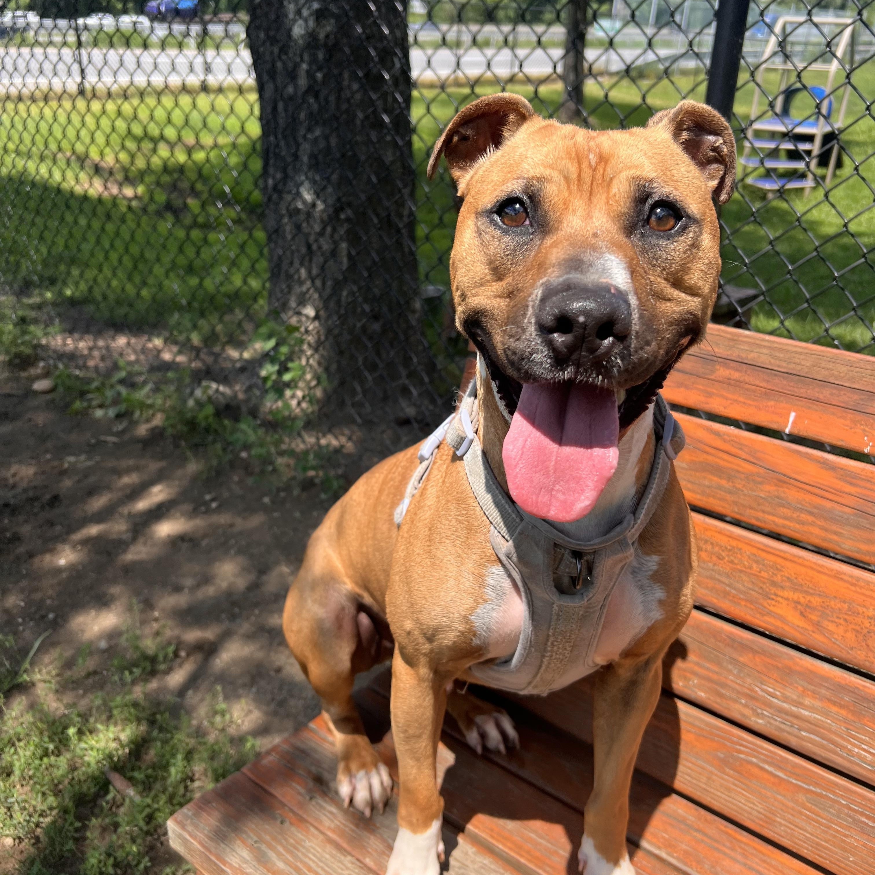 Barney, Adoptable, Young Male American Staffordshire Terrier & Bull Terrier.