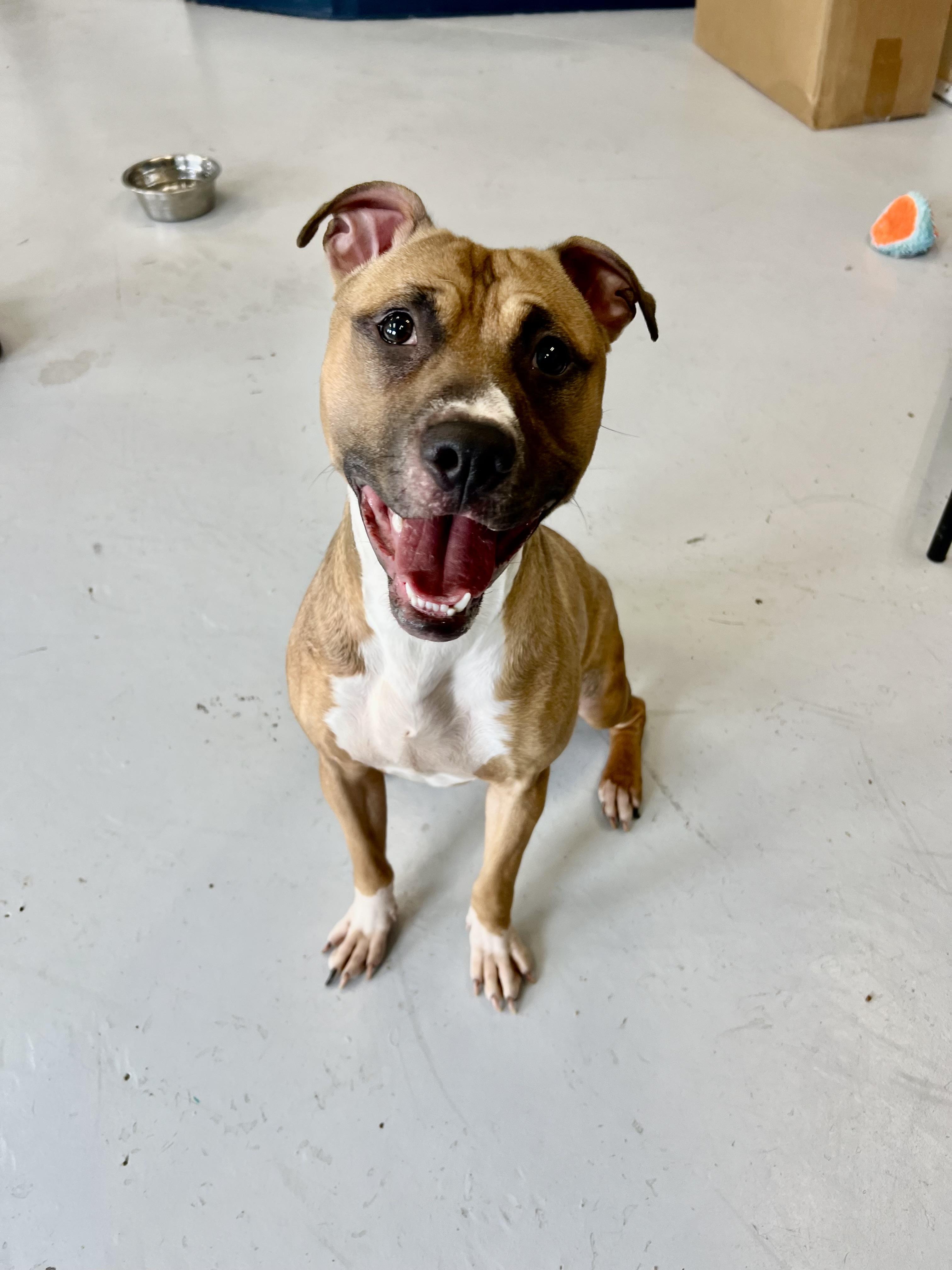 Barney, a Adoptable mixed breed in Yonkers, NY image 4/5