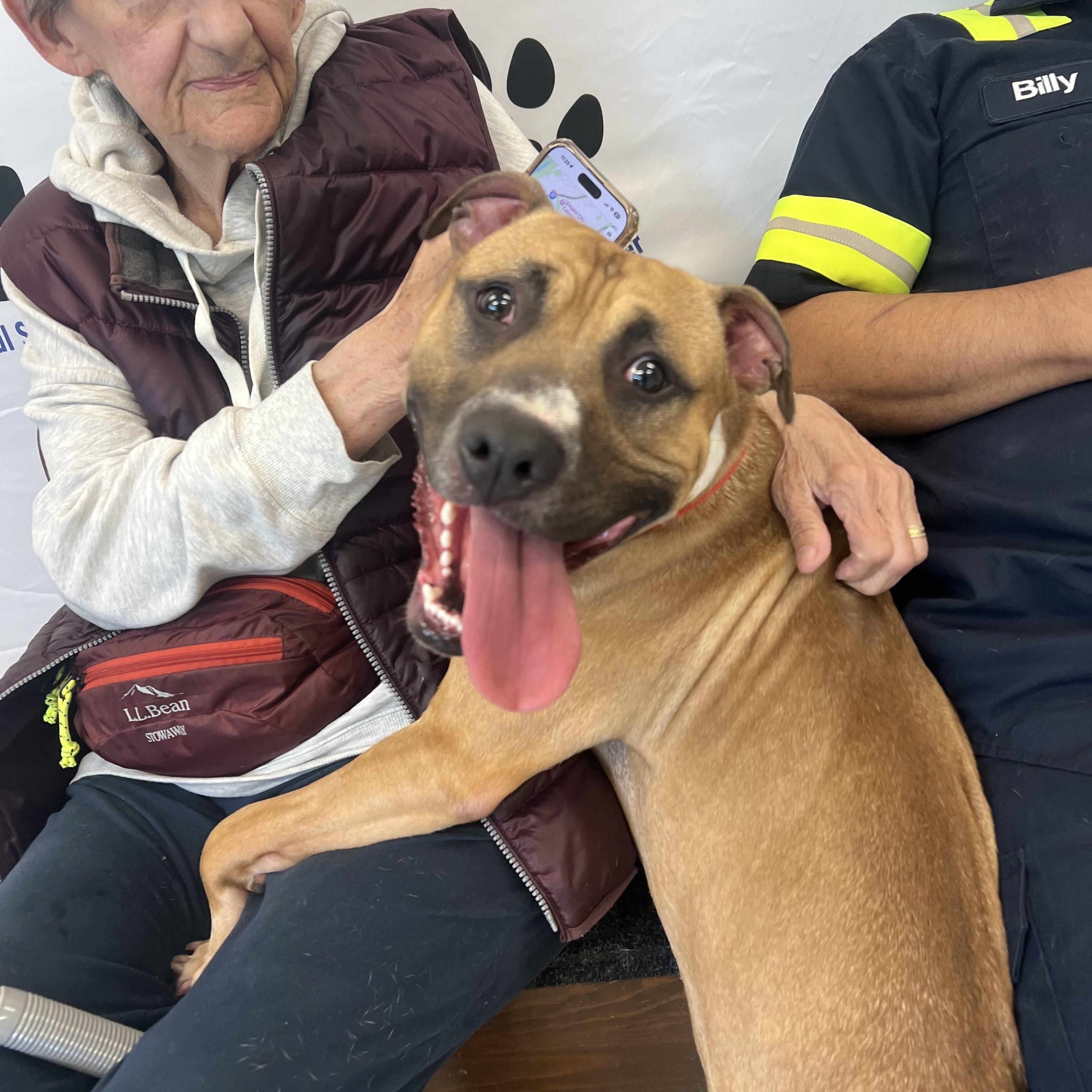 Barney, a Adoptable mixed breed in Yonkers, NY image 3/5