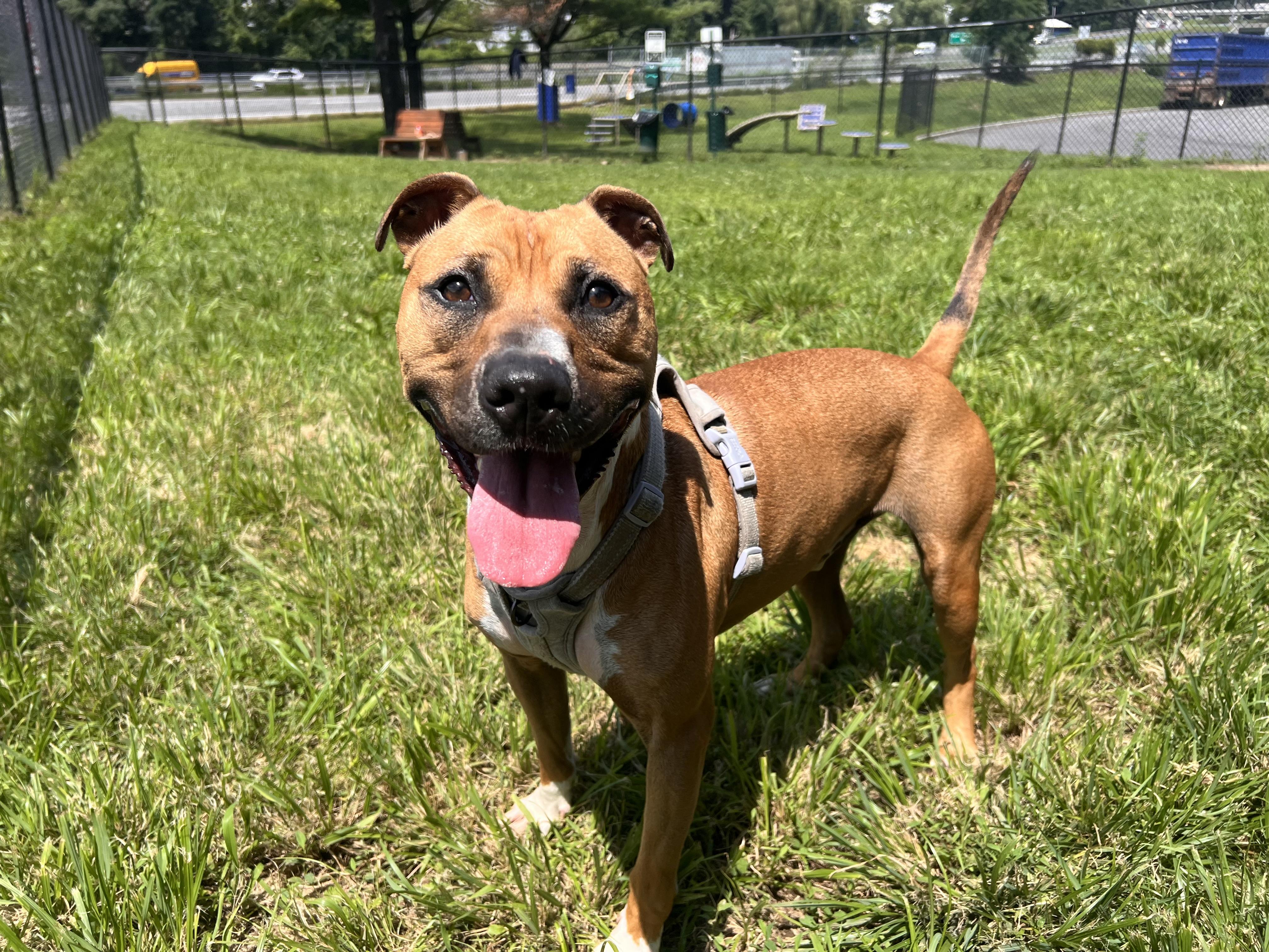 Enlarge Barney, a Adoptable mixed breed in Yonkers, NY image 4/6