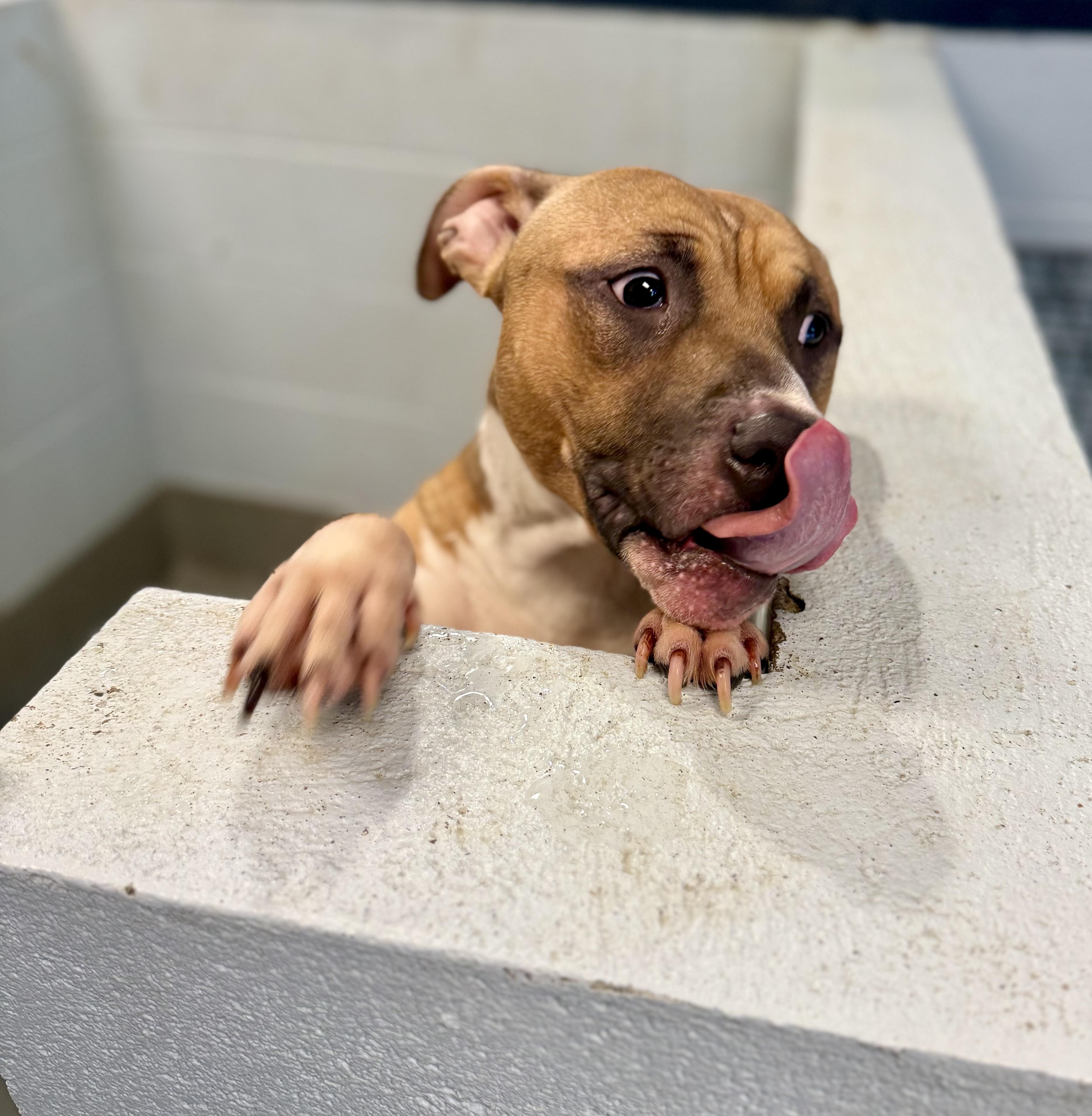 Barney, a Adoptable mixed breed in Yonkers, NY image 5/5