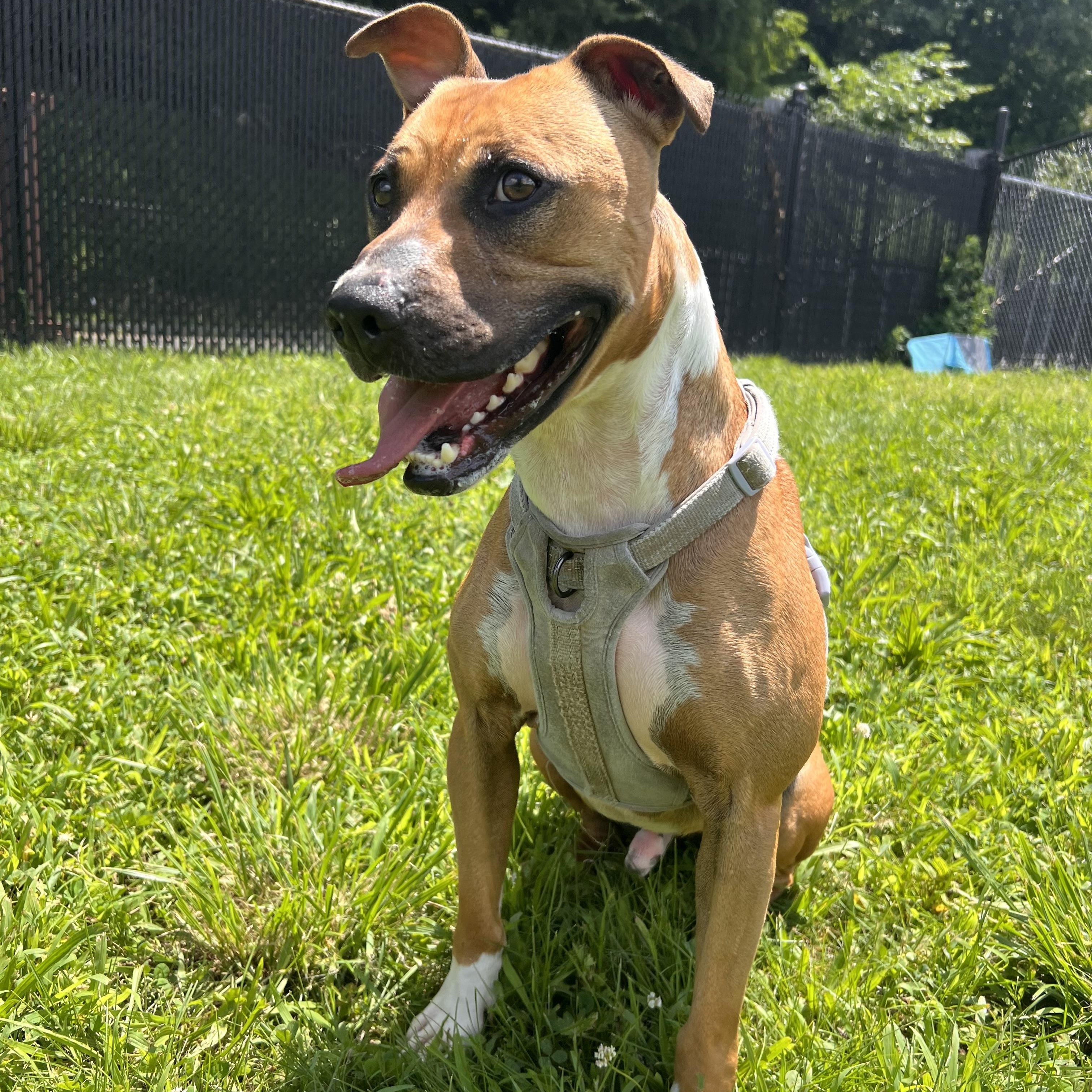 Enlarge Barney, a Adoptable mixed breed in Yonkers, NY image 3/6