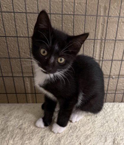 Chrolla, Adoptable, Young Female Domestic Short Hair.