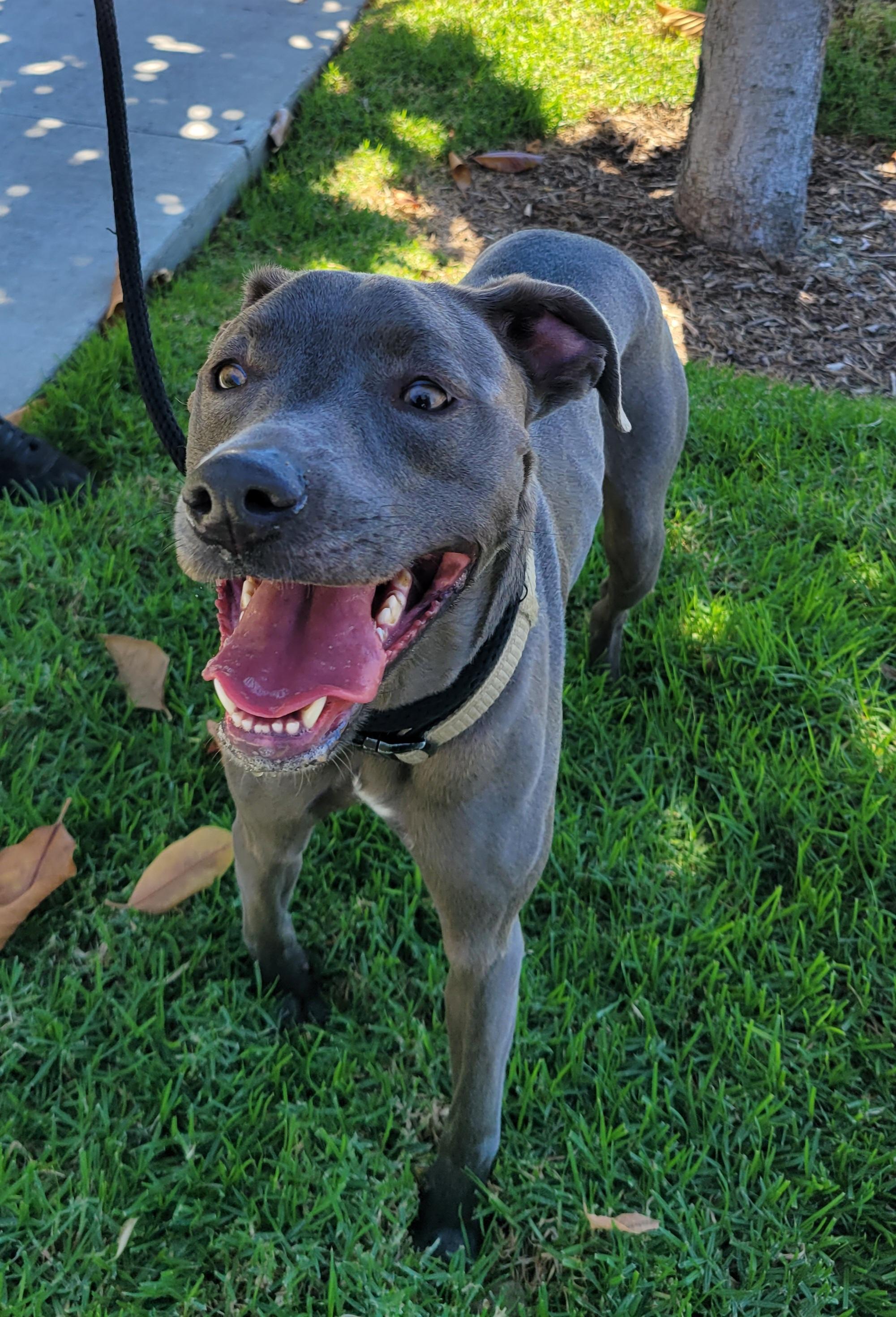 Enlarge Rocky, an adopted mixed breed in Reseda, CA image 4/6