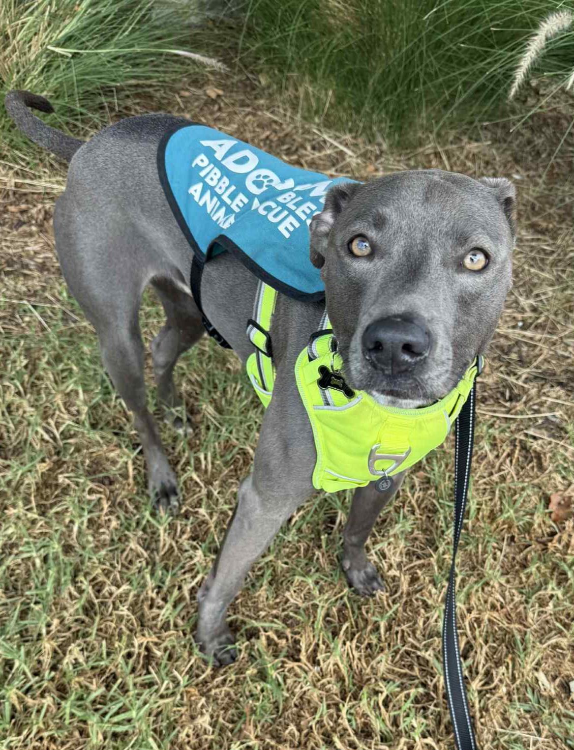 Enlarge Rocky, an adopted mixed breed in Reseda, CA image 2/6