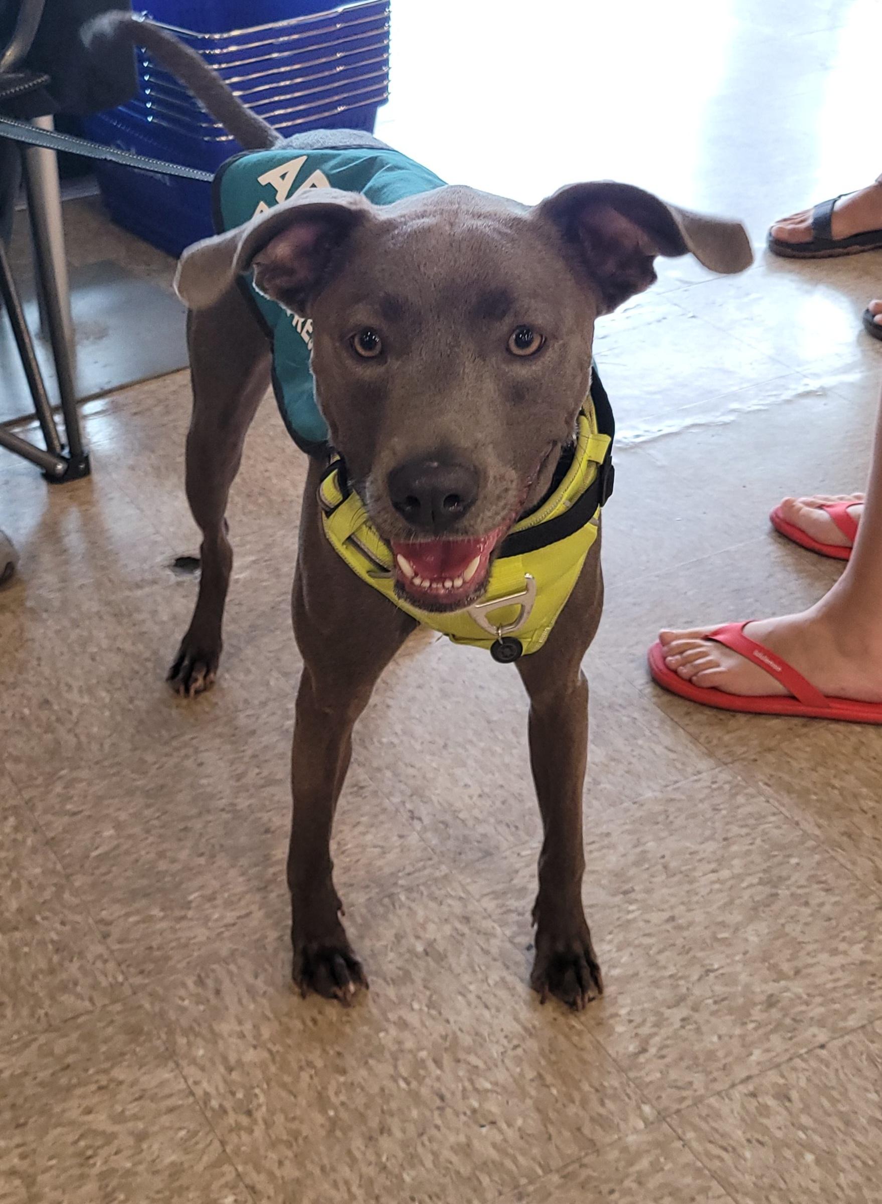 Enlarge Rocky, an adopted mixed breed in Reseda, CA image 3/6