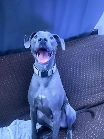 Enlarge Rocky, an adopted mixed breed in Reseda, CA image 6/6